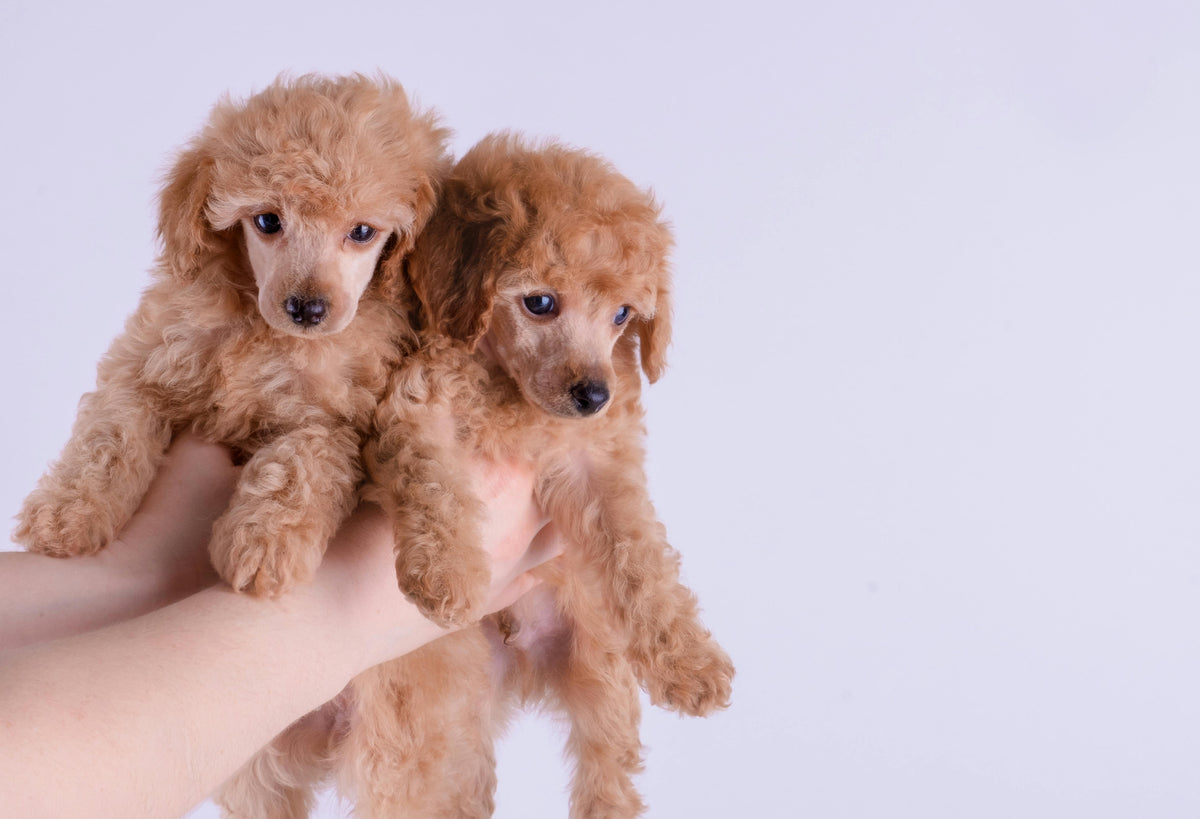 chiens brun tenu par une main beige Image