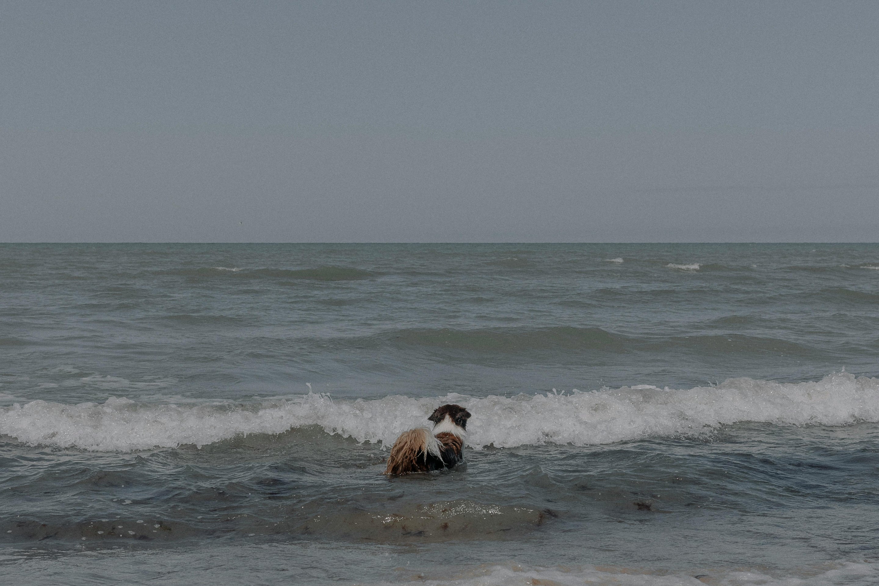 Est-ce grave si mon chien boit l'eau de la mer ?