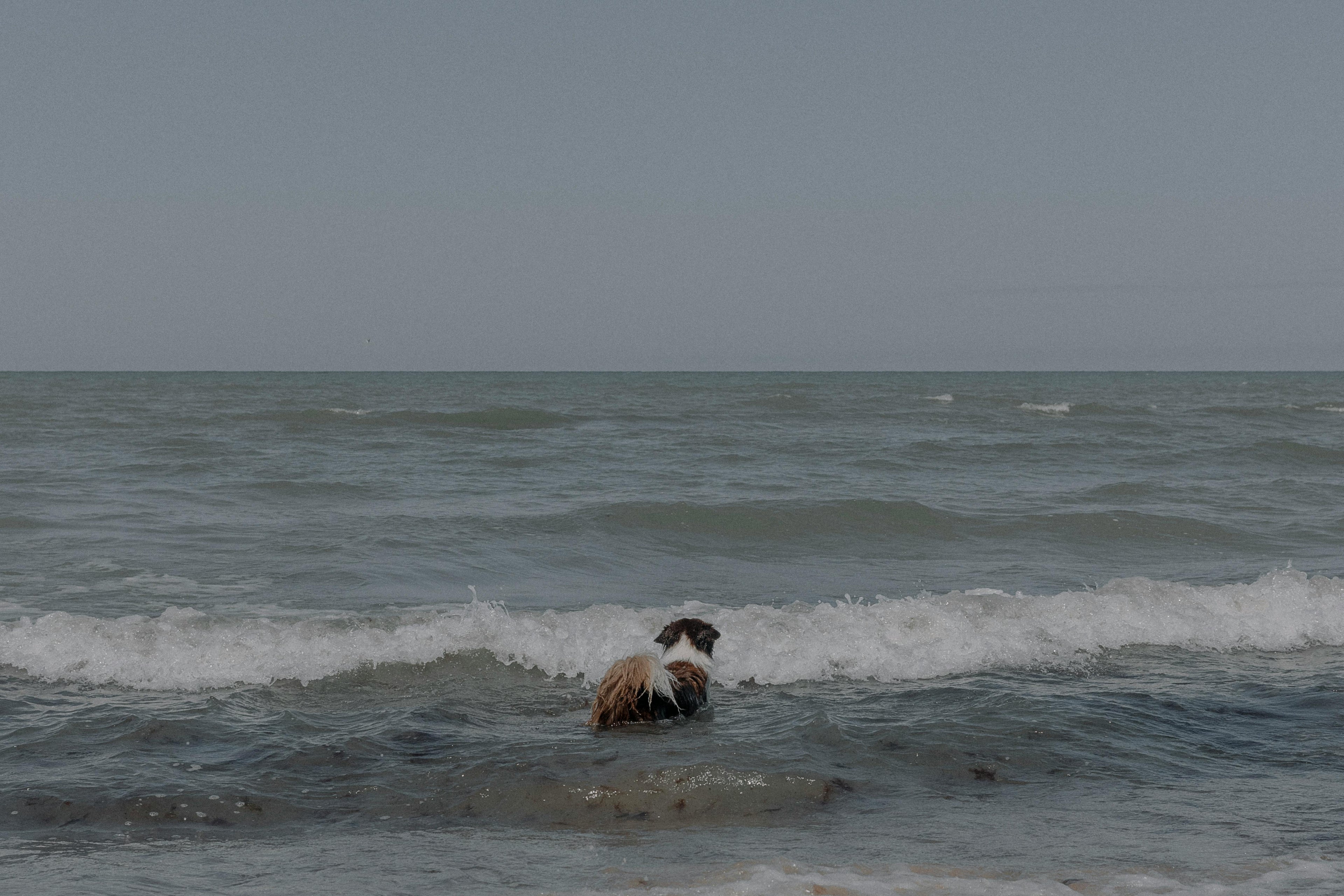 Est-ce grave si mon chien boit l'eau de la mer ? Image