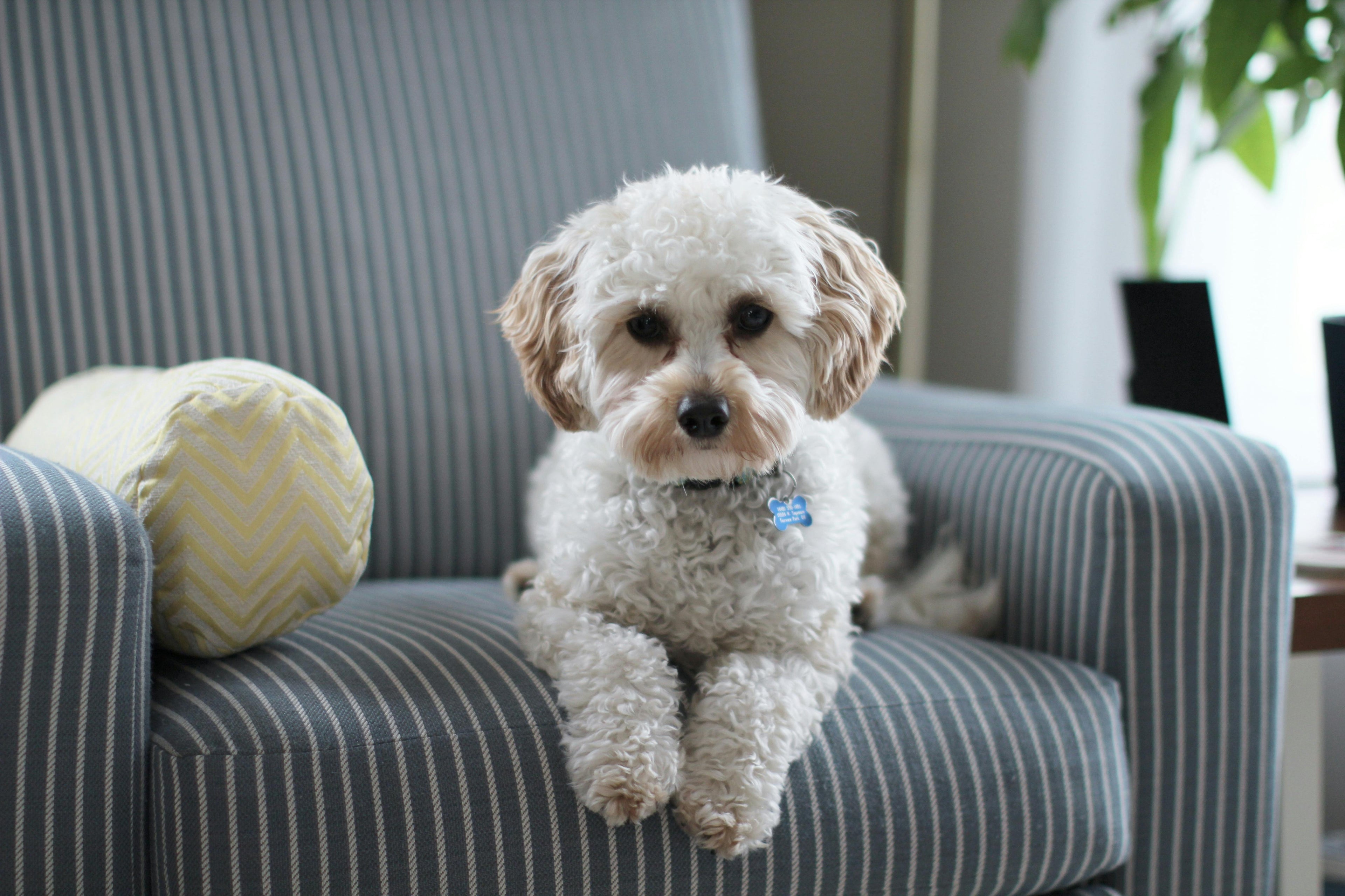 chien blanc couché sur un fauteuil pour chien Image