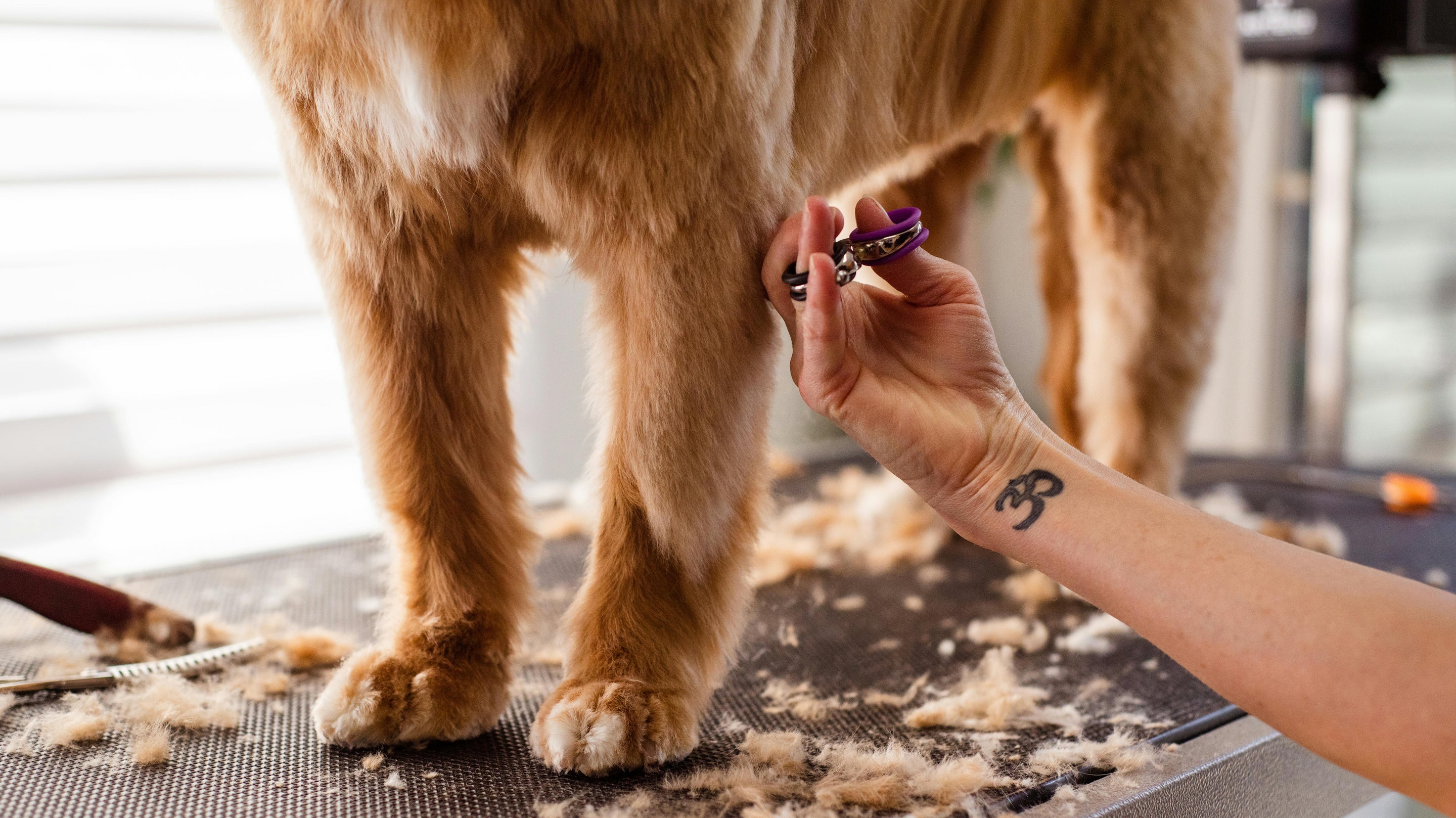 chien se faisant toiletter 