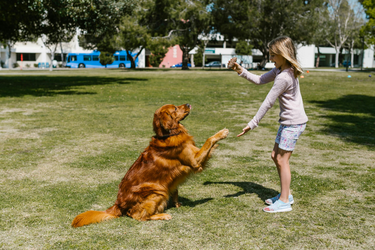 enfant jouant et dressant un chien brun dans un parc vert Image