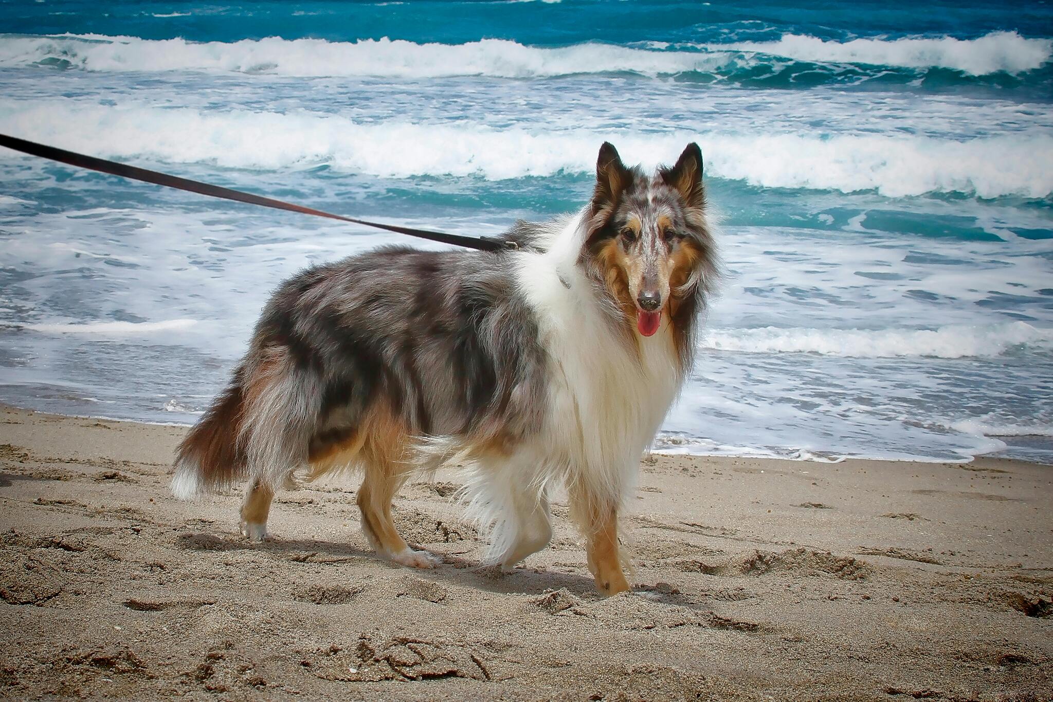 Grand chien claire près d'une plage jaune avec la mer bleu en fond Image