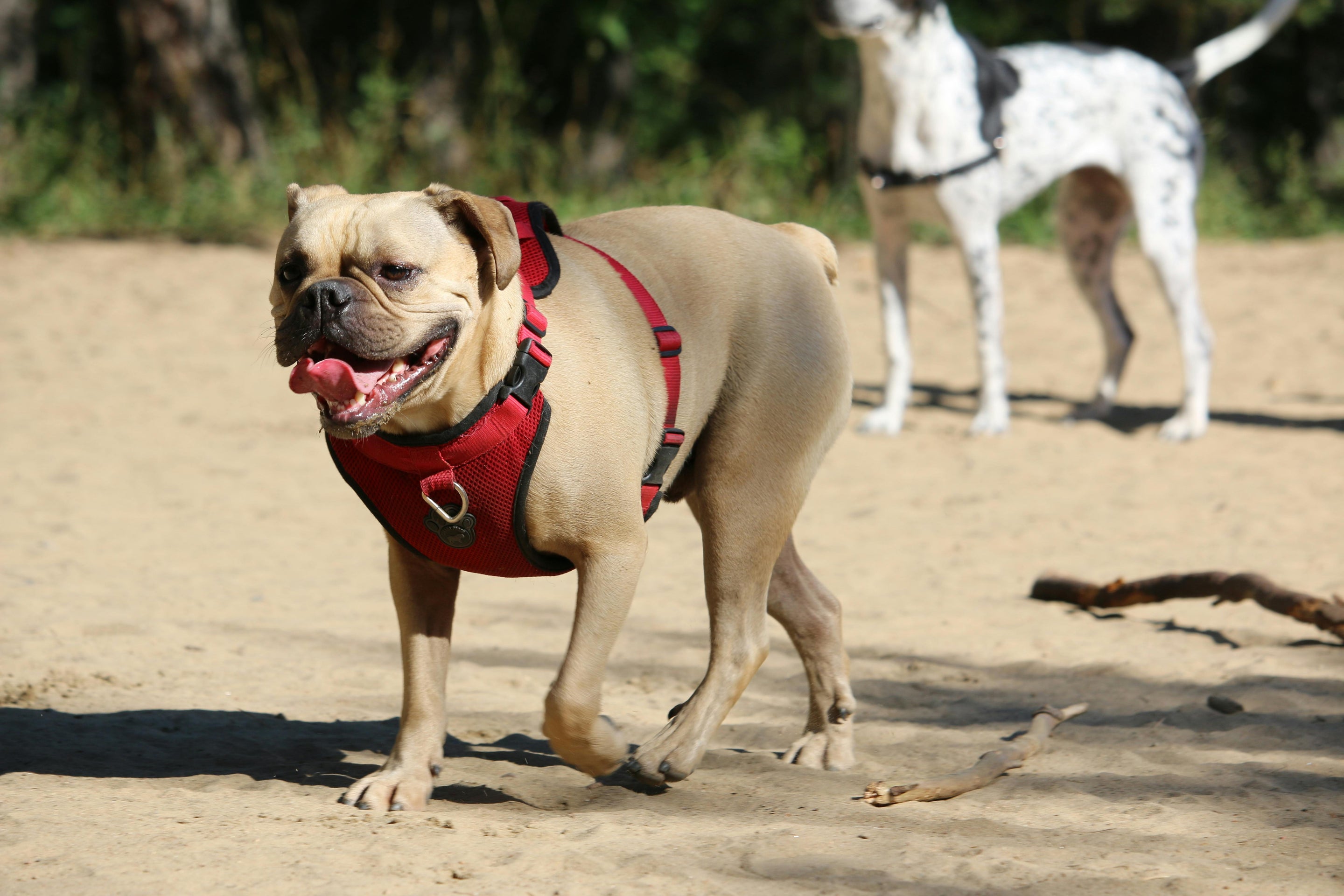Gros chien de couleur blanc portant un harnais de couleur rouge. Le chien marche dans le sable avec en fond un chien blanc