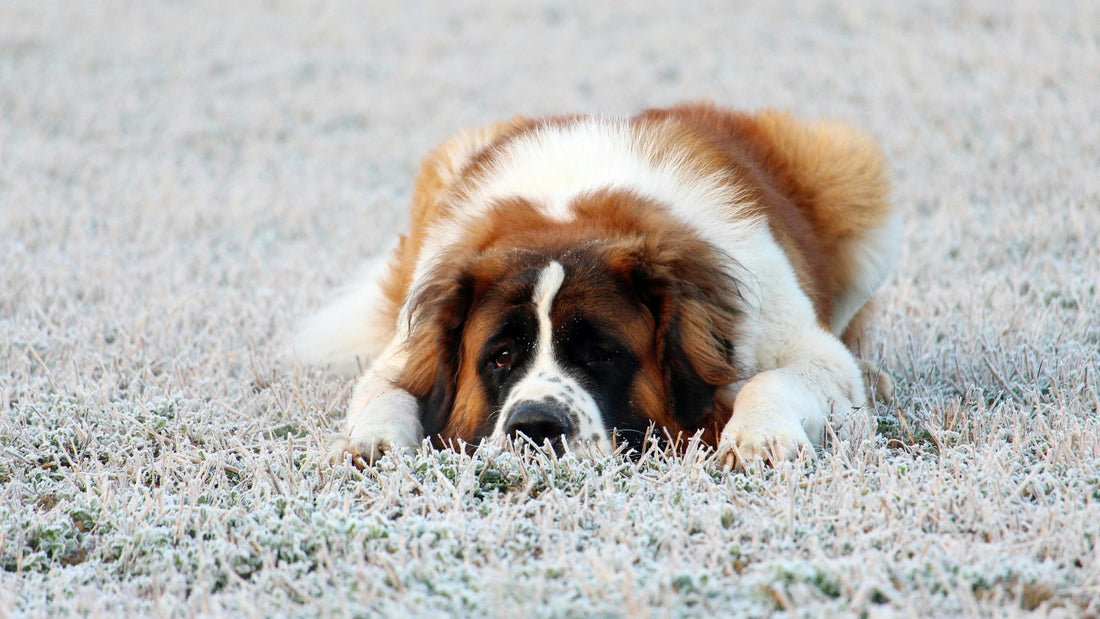gros chien couché dans l'herbe humide de la rose du matin