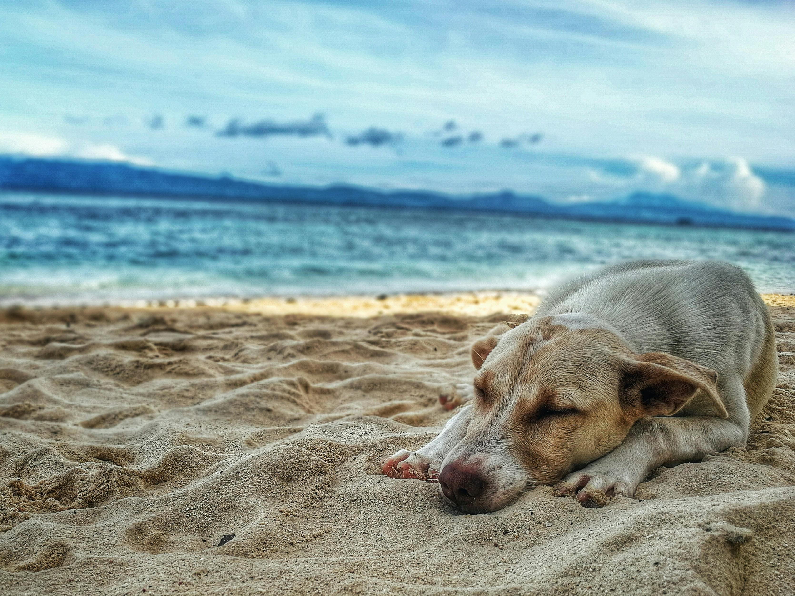 chien blanc couché sur une plage jaune avec en fond la mer Image
