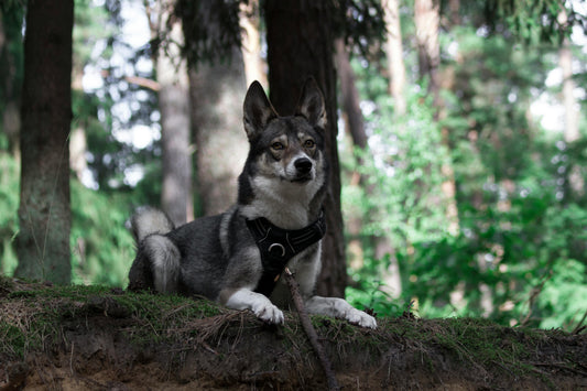 grand chien avec un grand harnais noir dans une forêt 