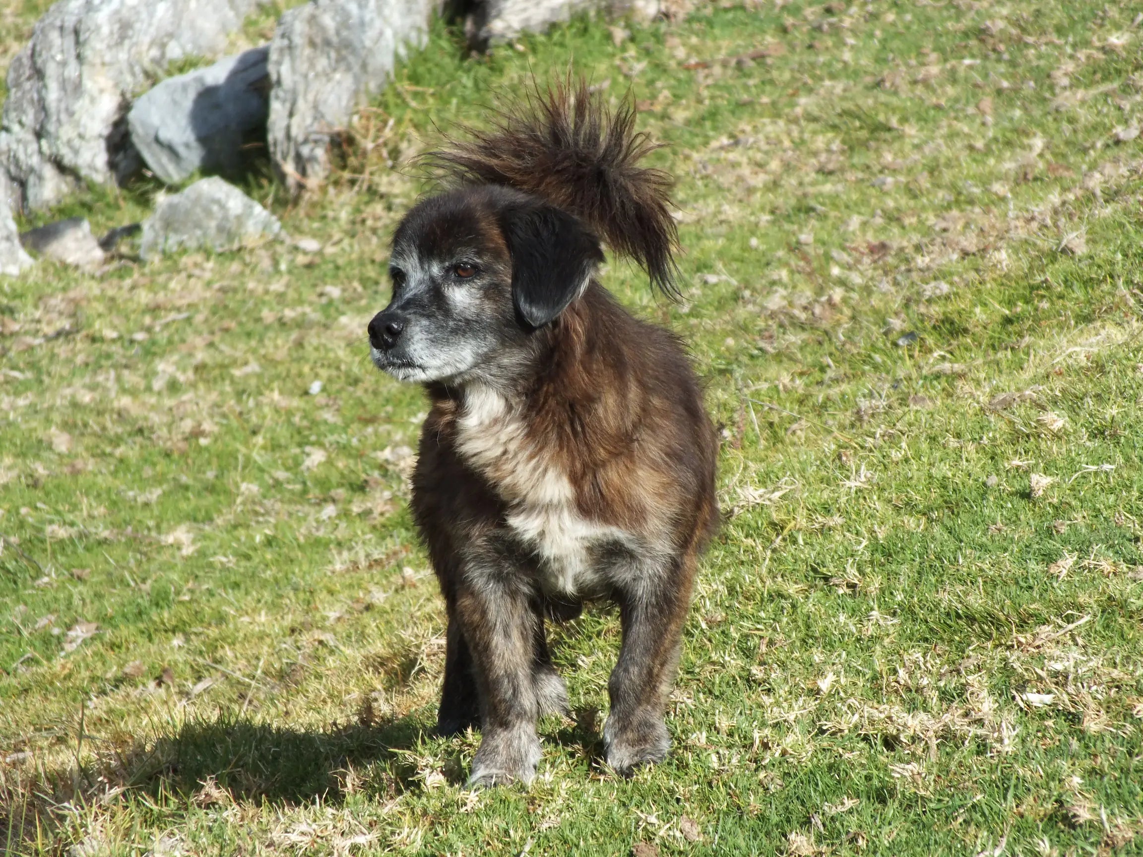 chien noir dans un champ de couleur vert  Image