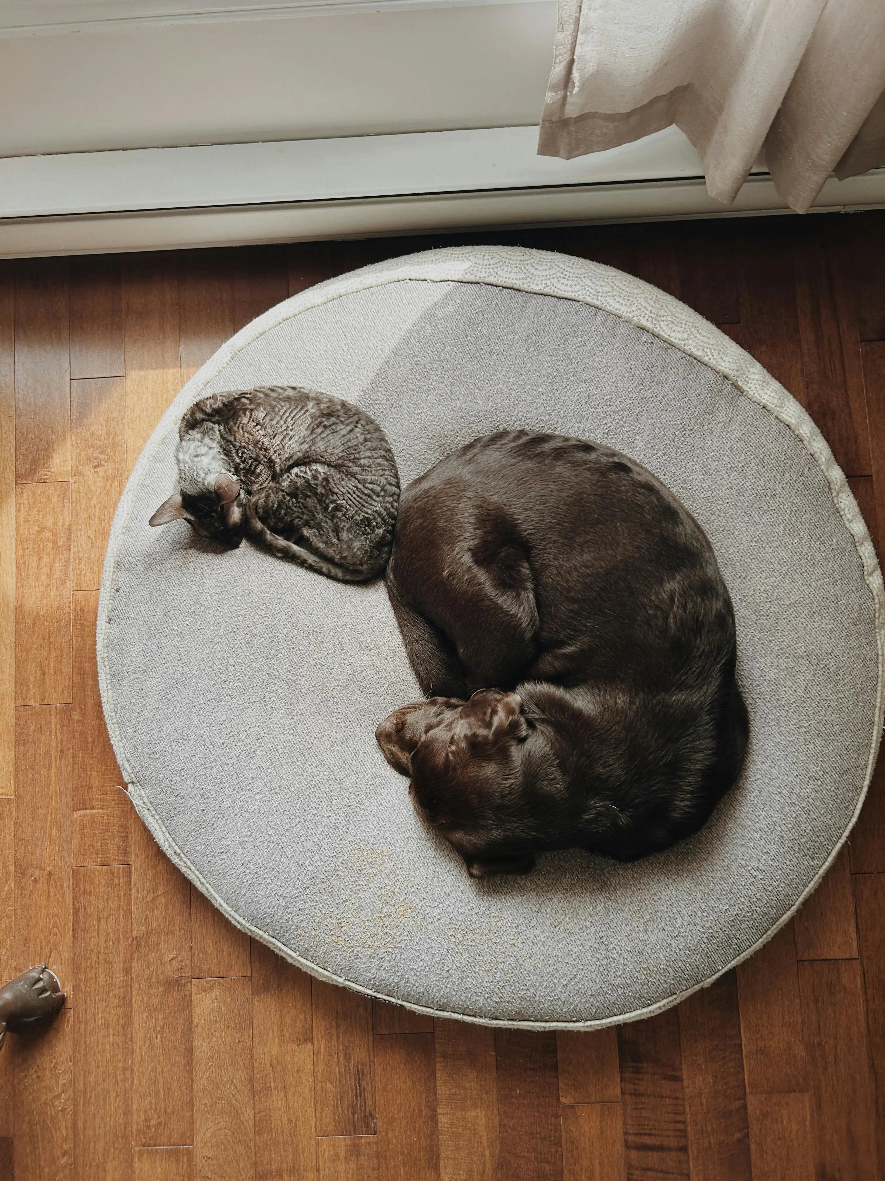 Les 10 erreurs à éviter quand on choisit un panier pour son chien (et comment bien faire) Image