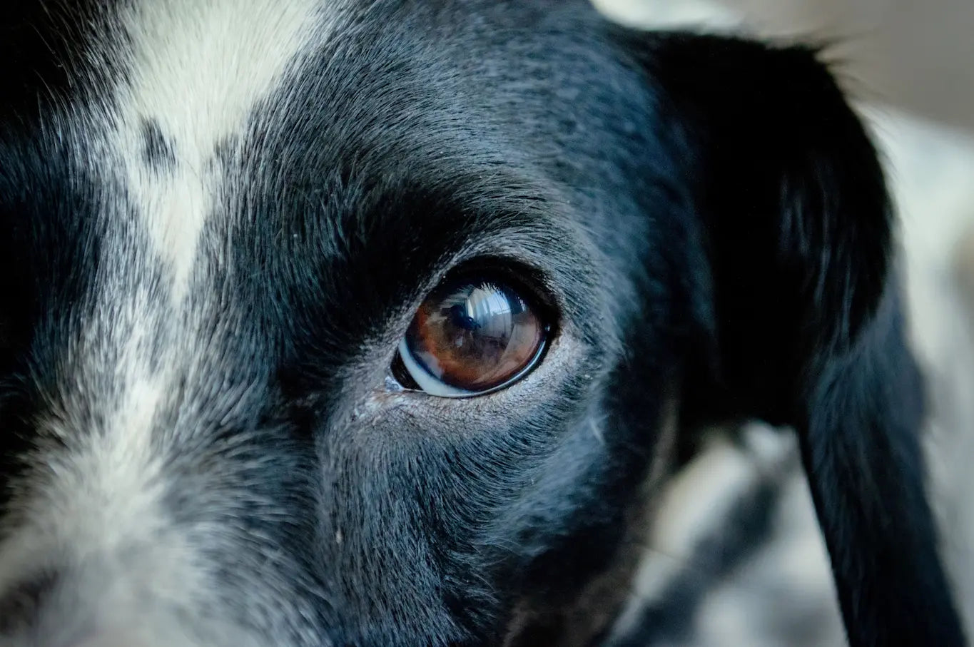 chien noir et blanc avec une photo de son oeil Image
