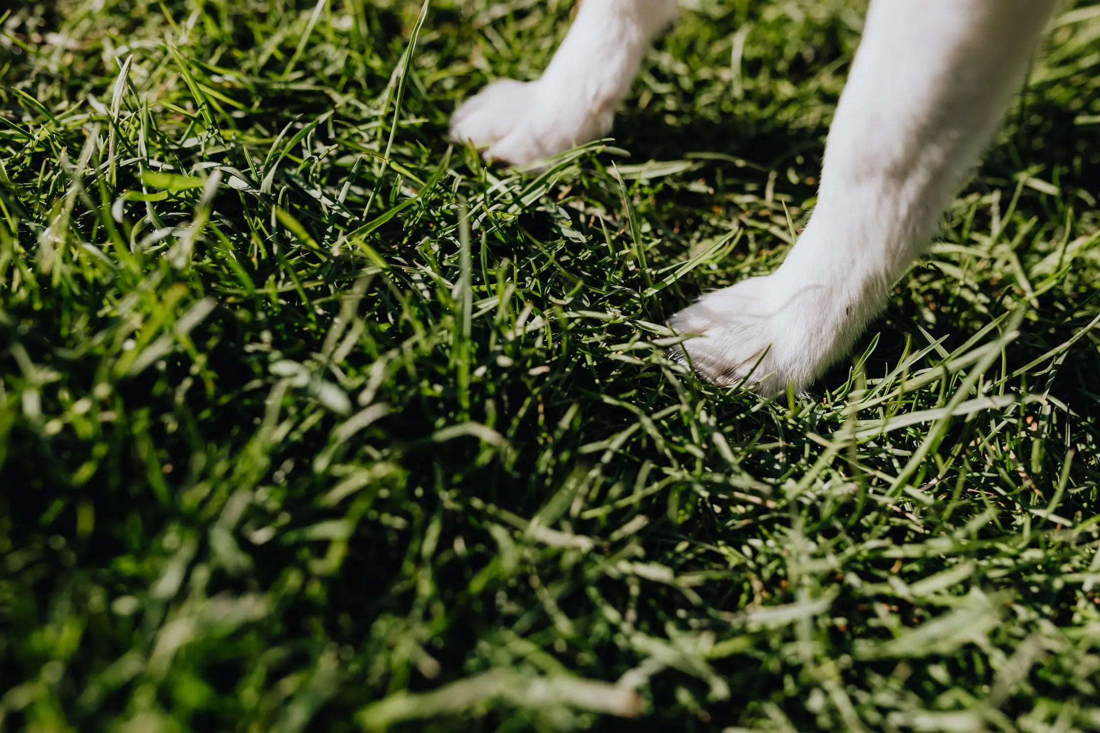 Tire-tiques pour chien : comment retirer une tique sans risque Image