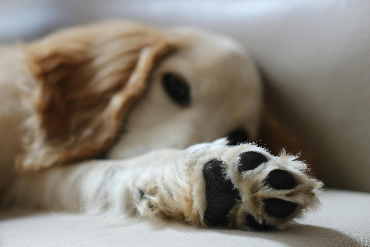 chien blanc avec une patte de chien Image
