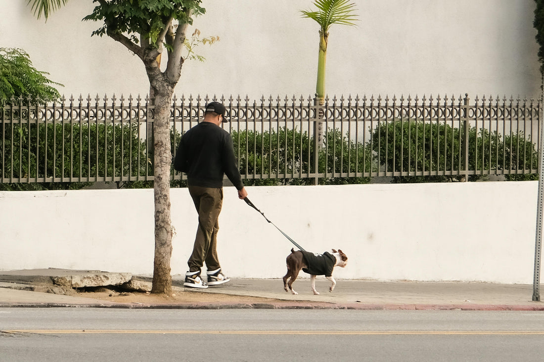 Chien se faisant promener en ville par son maitre