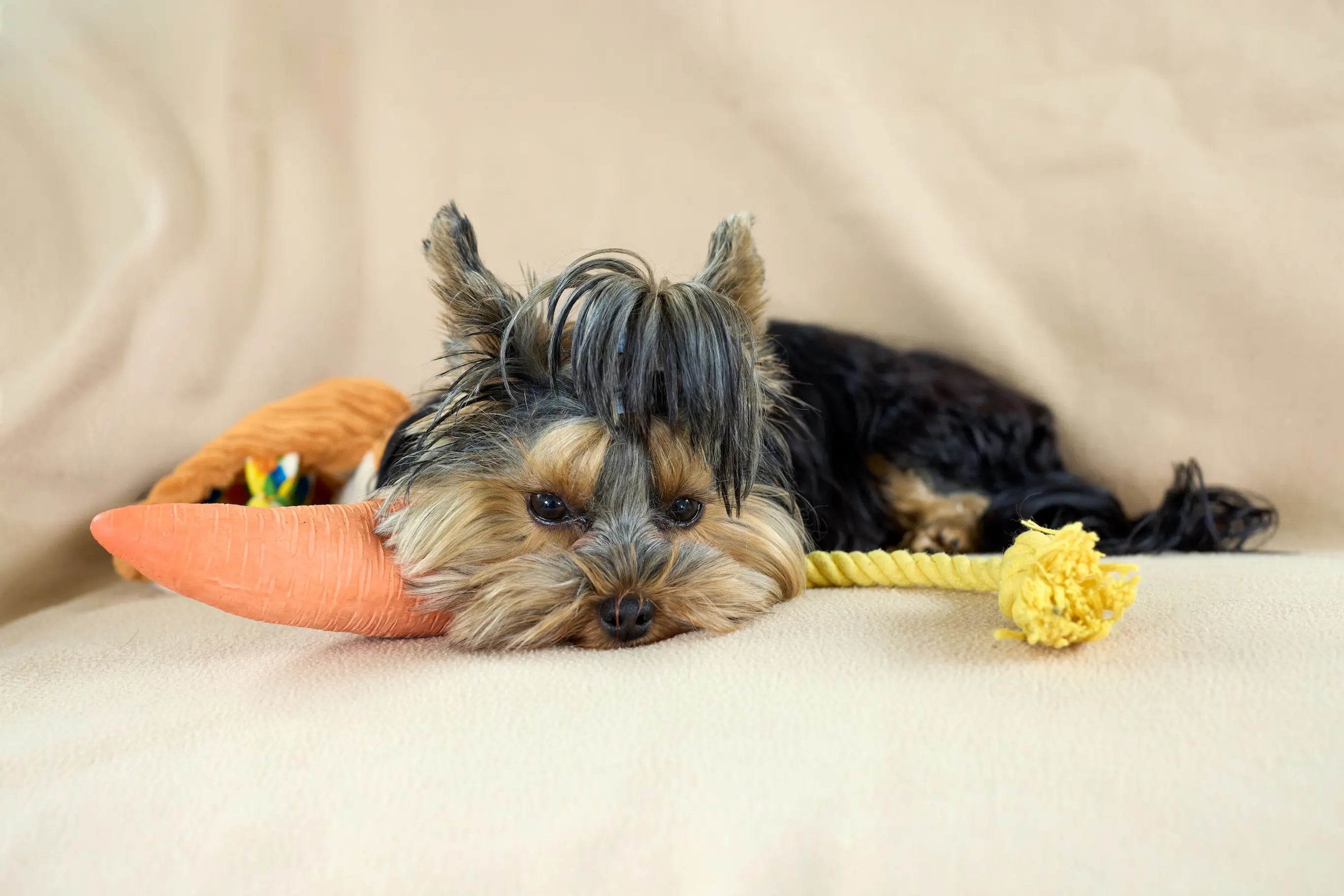 petit chien avec un jouet carotte orange