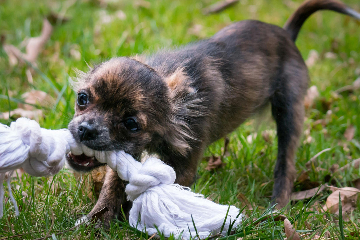 chien de couleur fonce jouant avec un os blanc en corde dans l'herbe verte