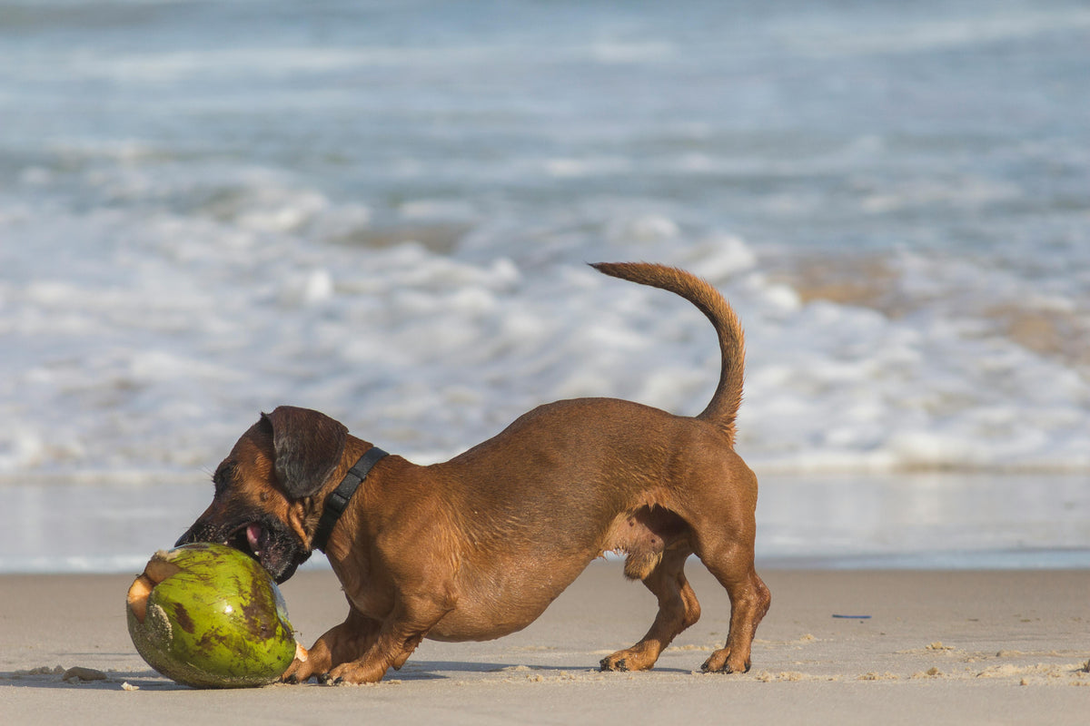 Chien brun jouant avec une noix de coco sur une plage avec en fond la mer 