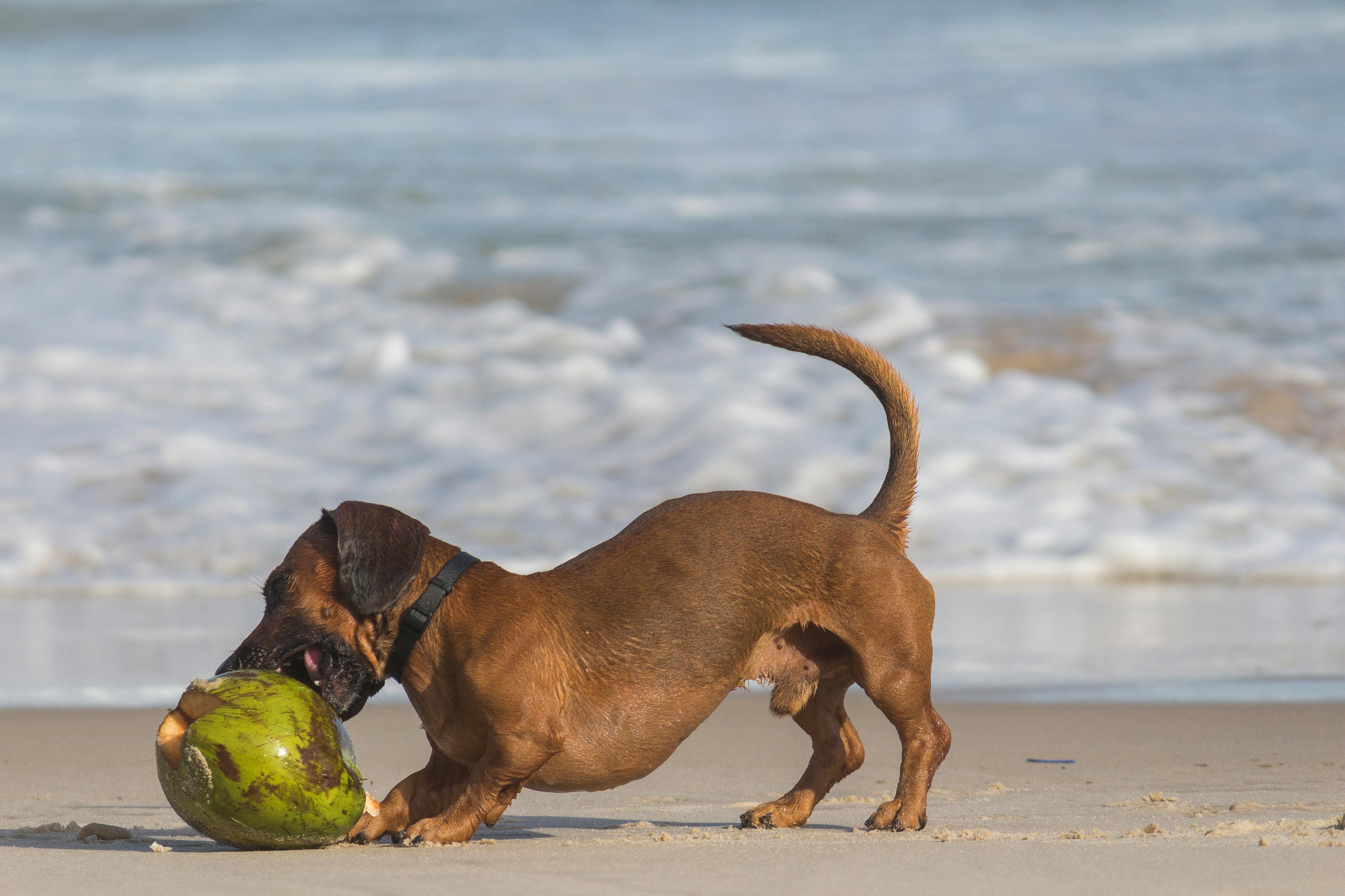 Chien brun jouant avec une noix de coco sur une plage avec en fond la mer  Image