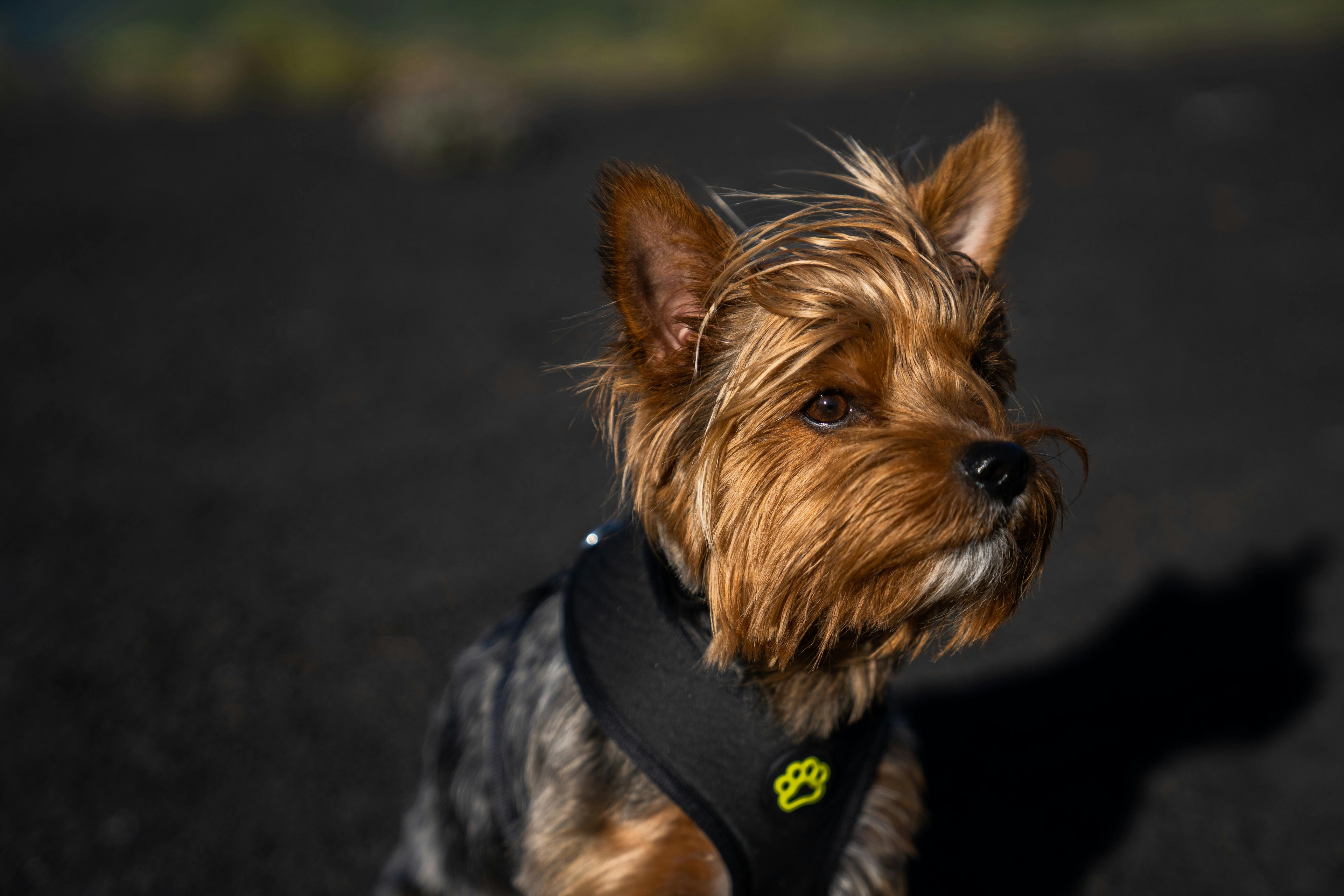 Petit yorkshire brun avec un harnais noir et jaune Image