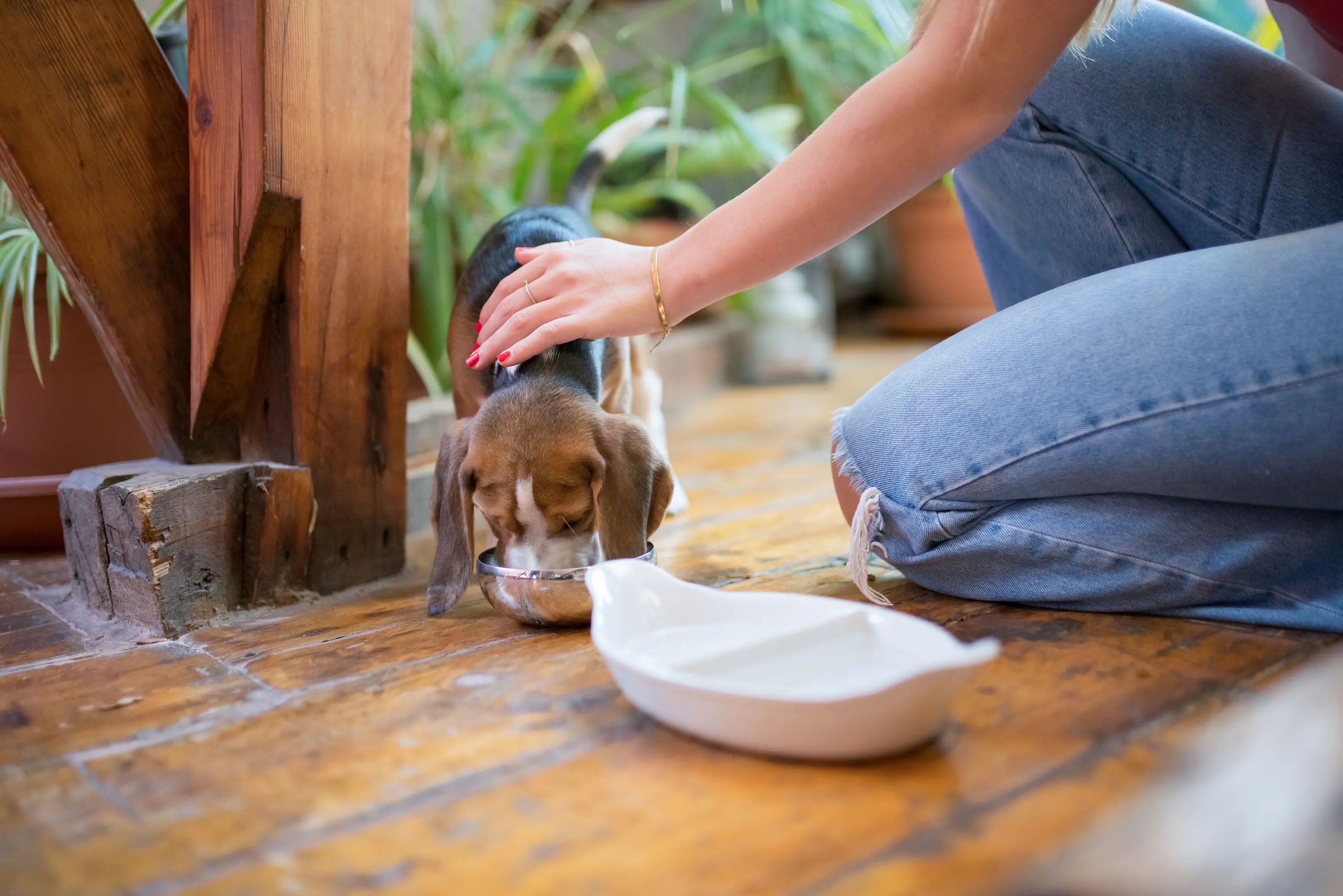 petit chien clair mangeant dans une gamelle sur une terrasse Image