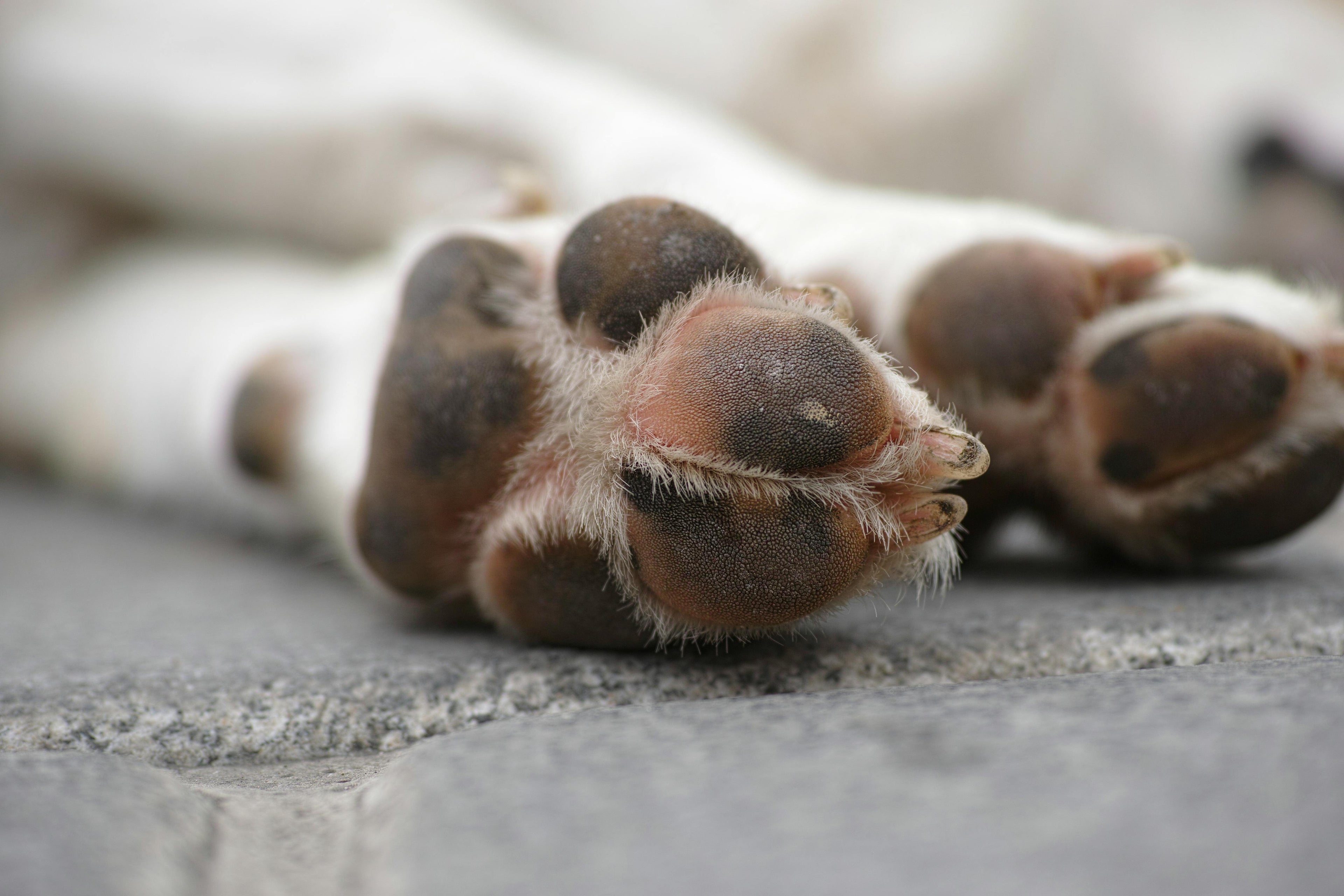 coussinets de chien de couleur noir avec des pattes blanches Image