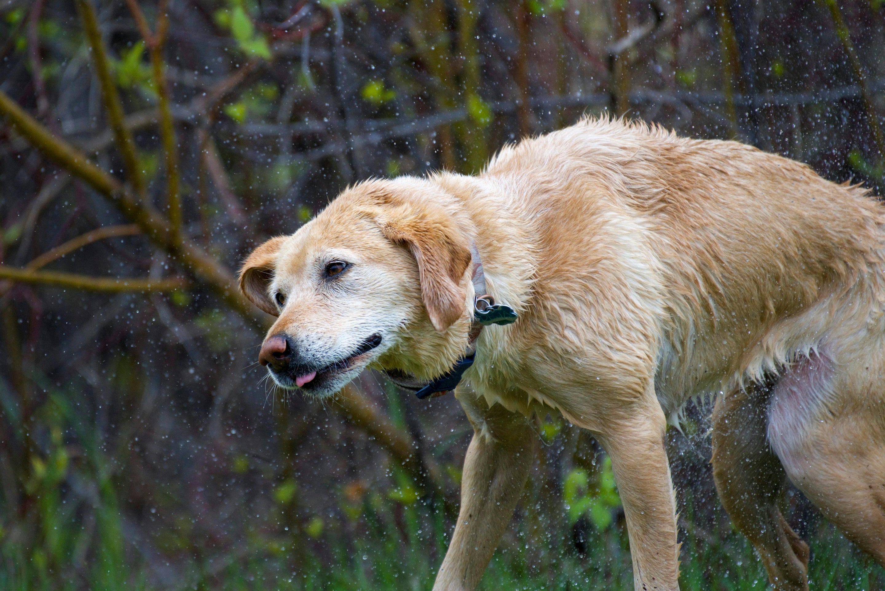 chien blanc qui se secoue 