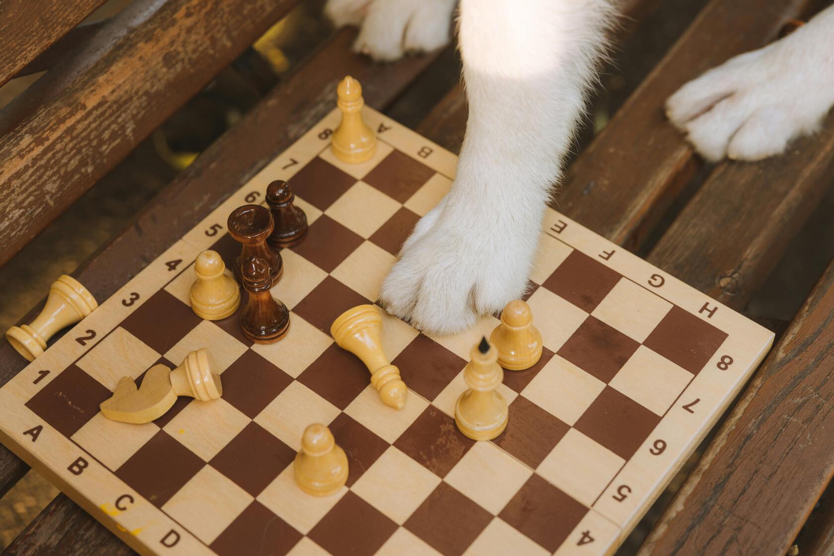 chien blanc avec une patte sur l'échiquier blanc et noir de boutiquechien Image