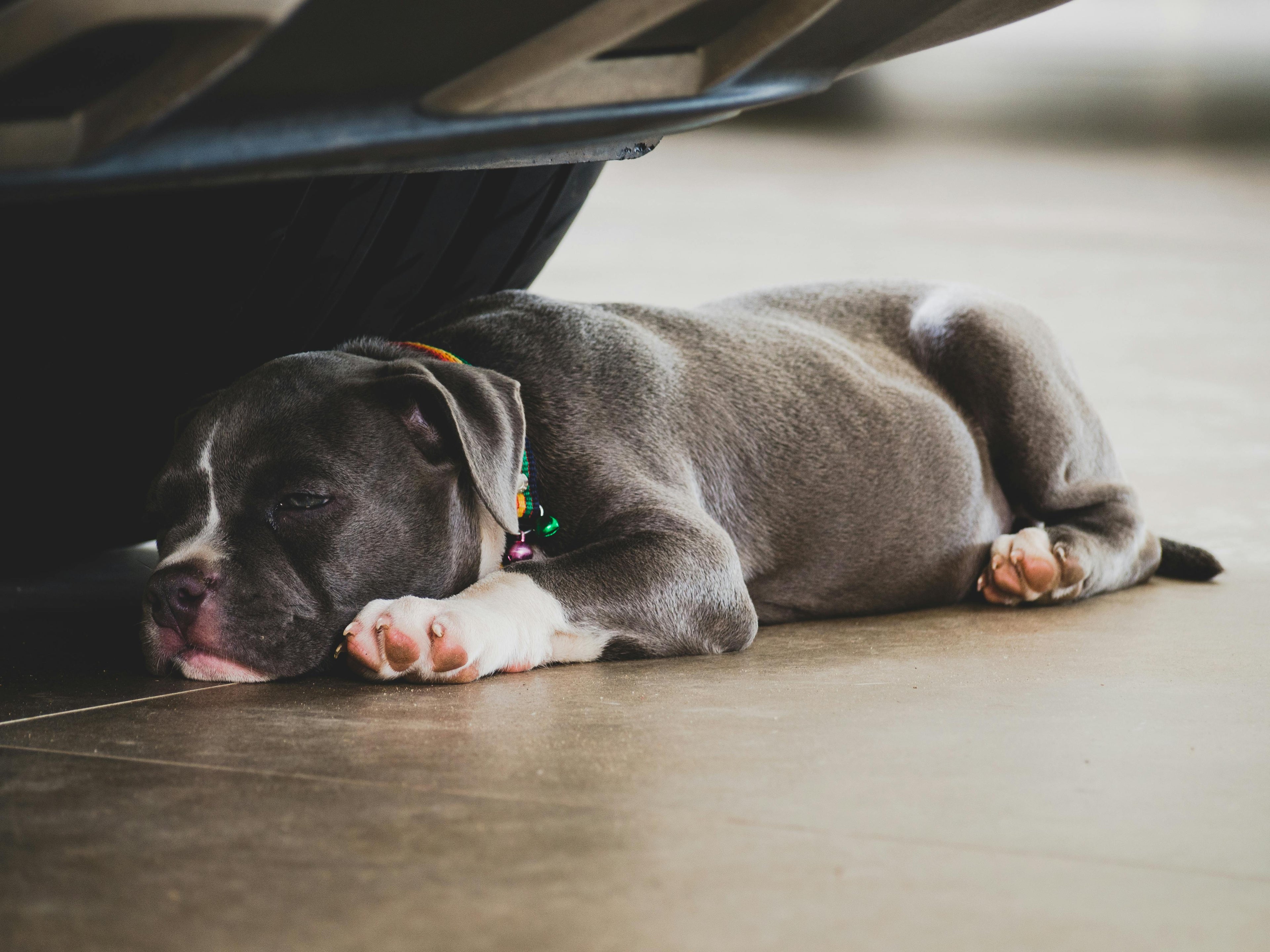 chien couché sur le sol sous une voiture bleu Image