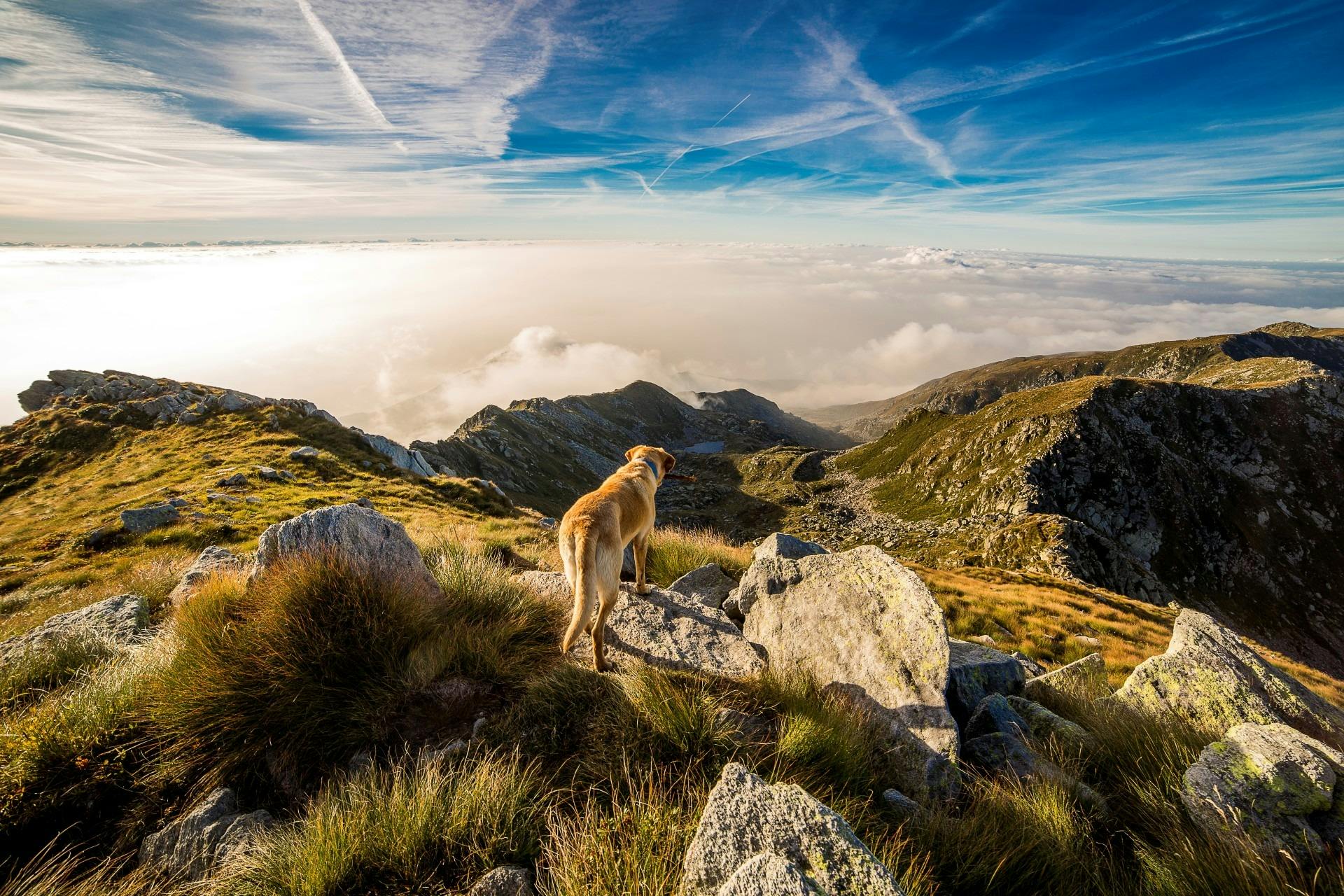 chien blanc sur le dessus d'une montagne