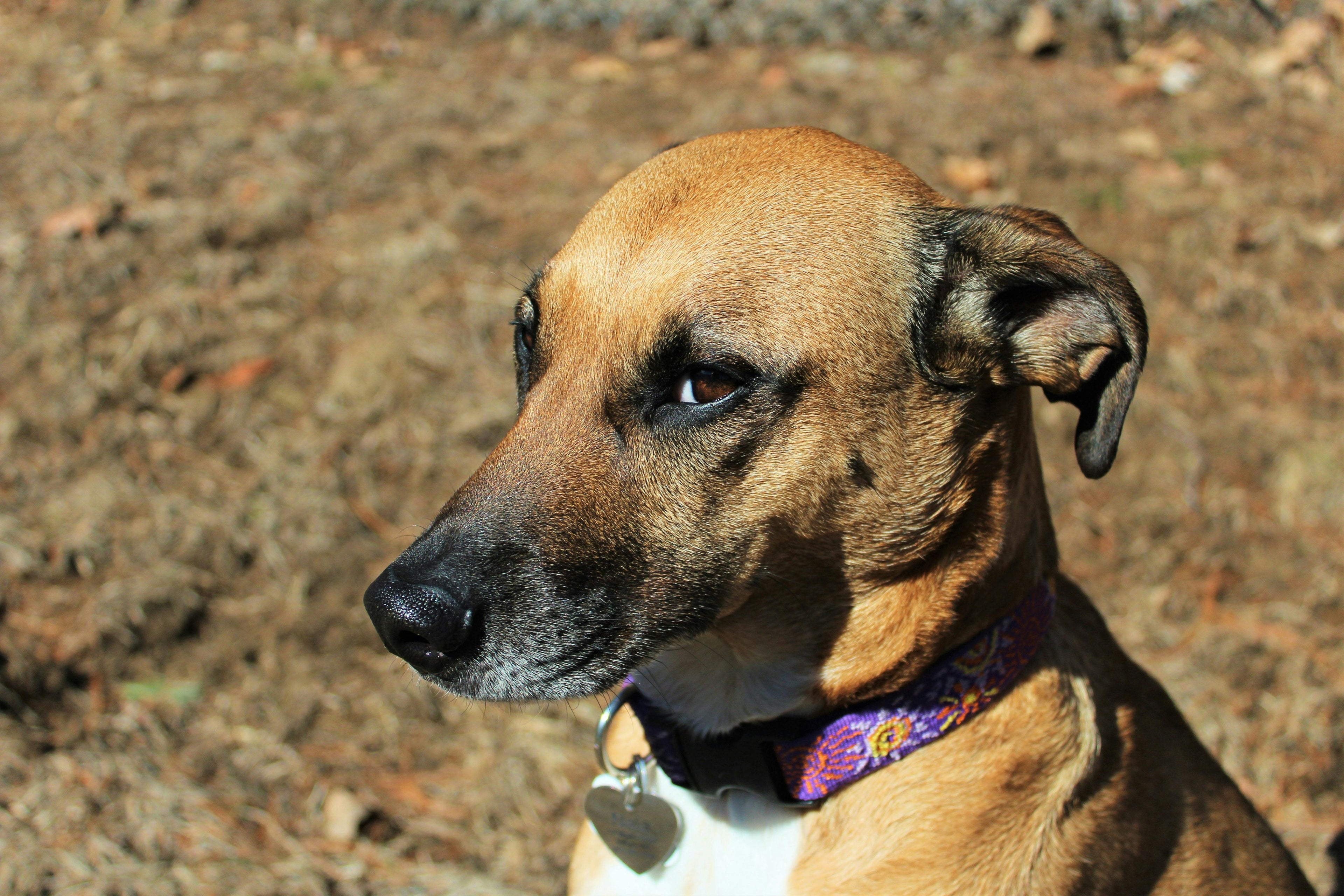 chien brun portant un collier violet  Image