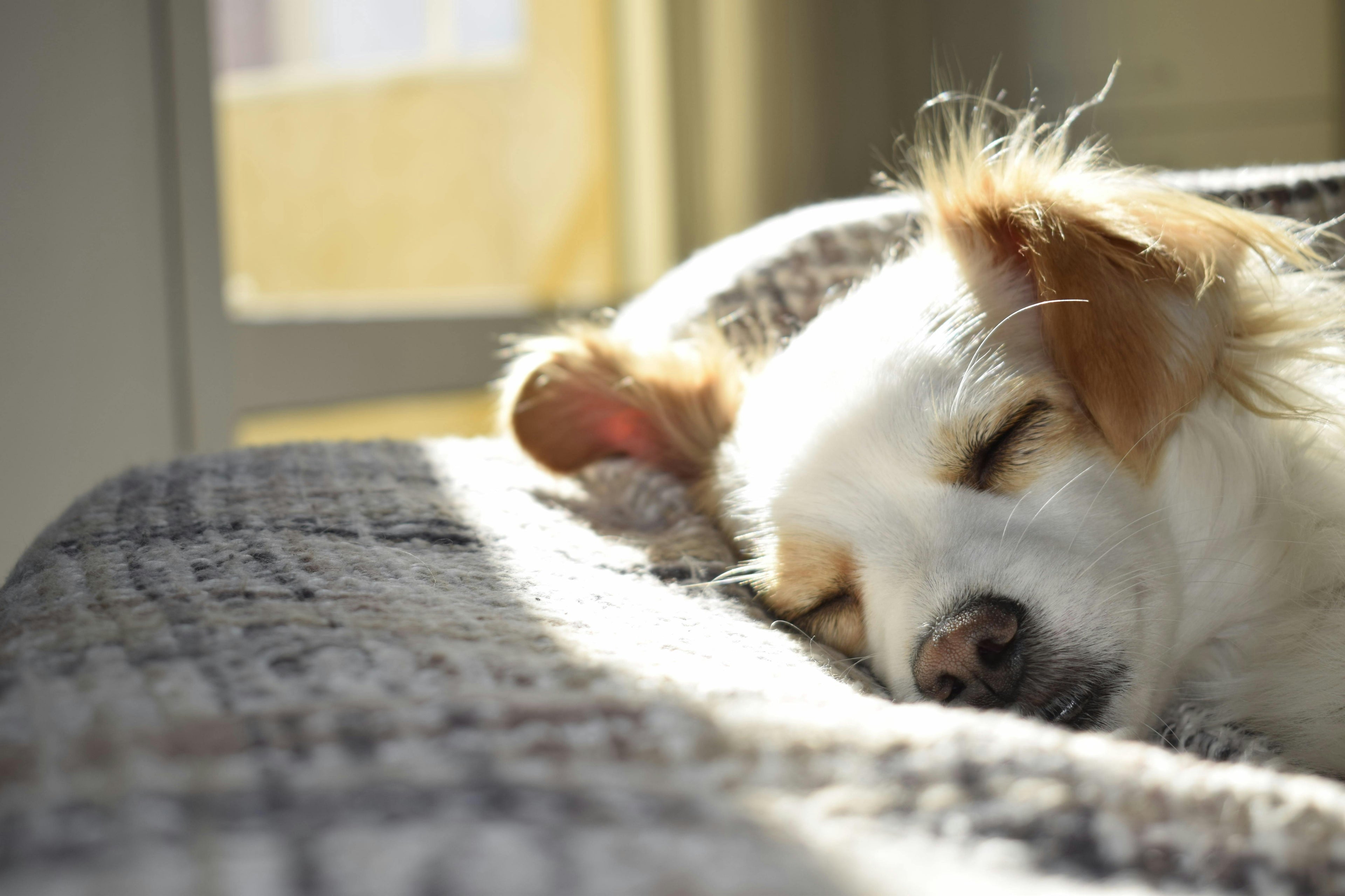 Quel est le cycle de sommeil d'un chien ? Image