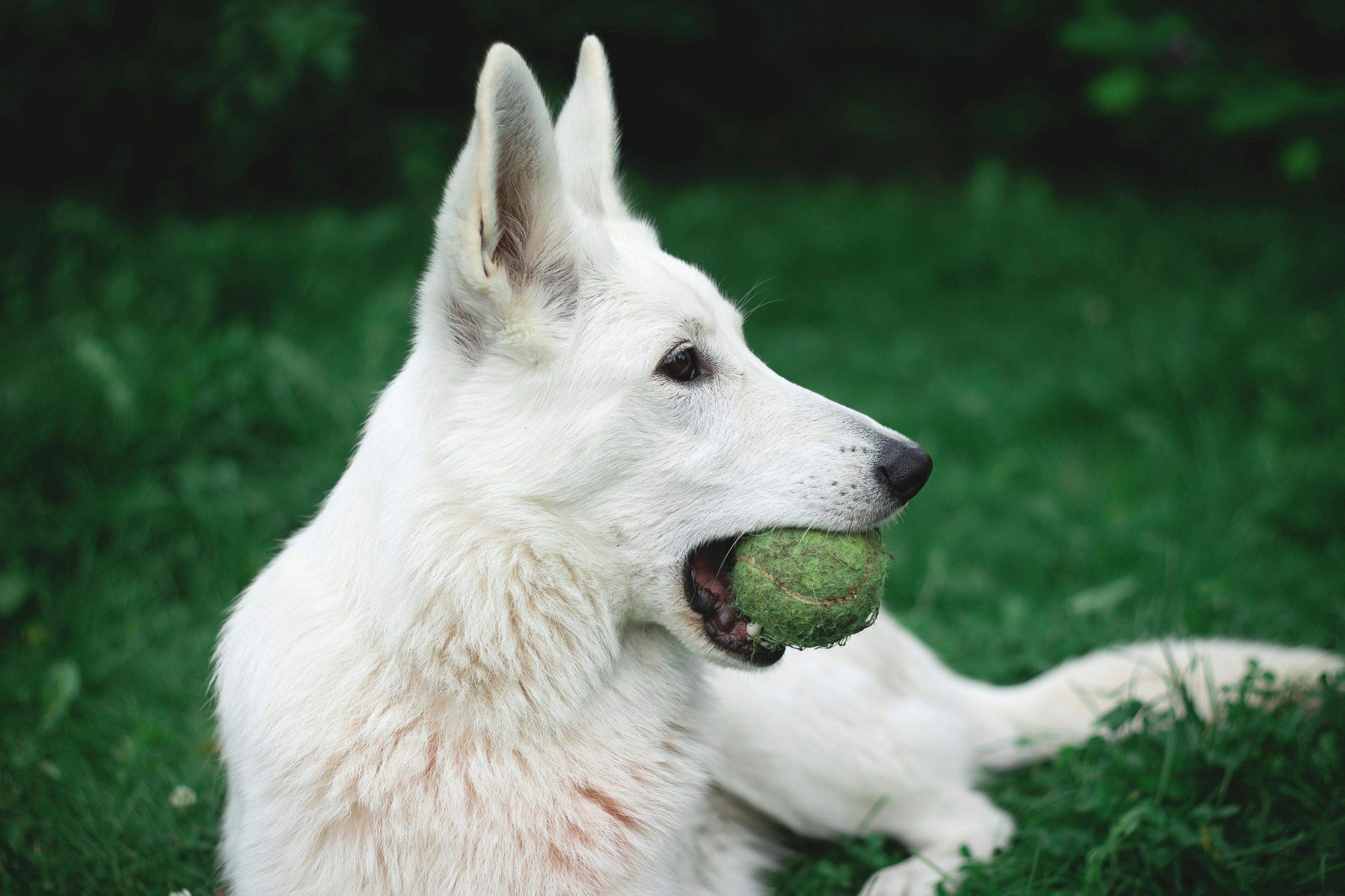 Quel est le meilleur jeu d'occupation pour chien ? Image