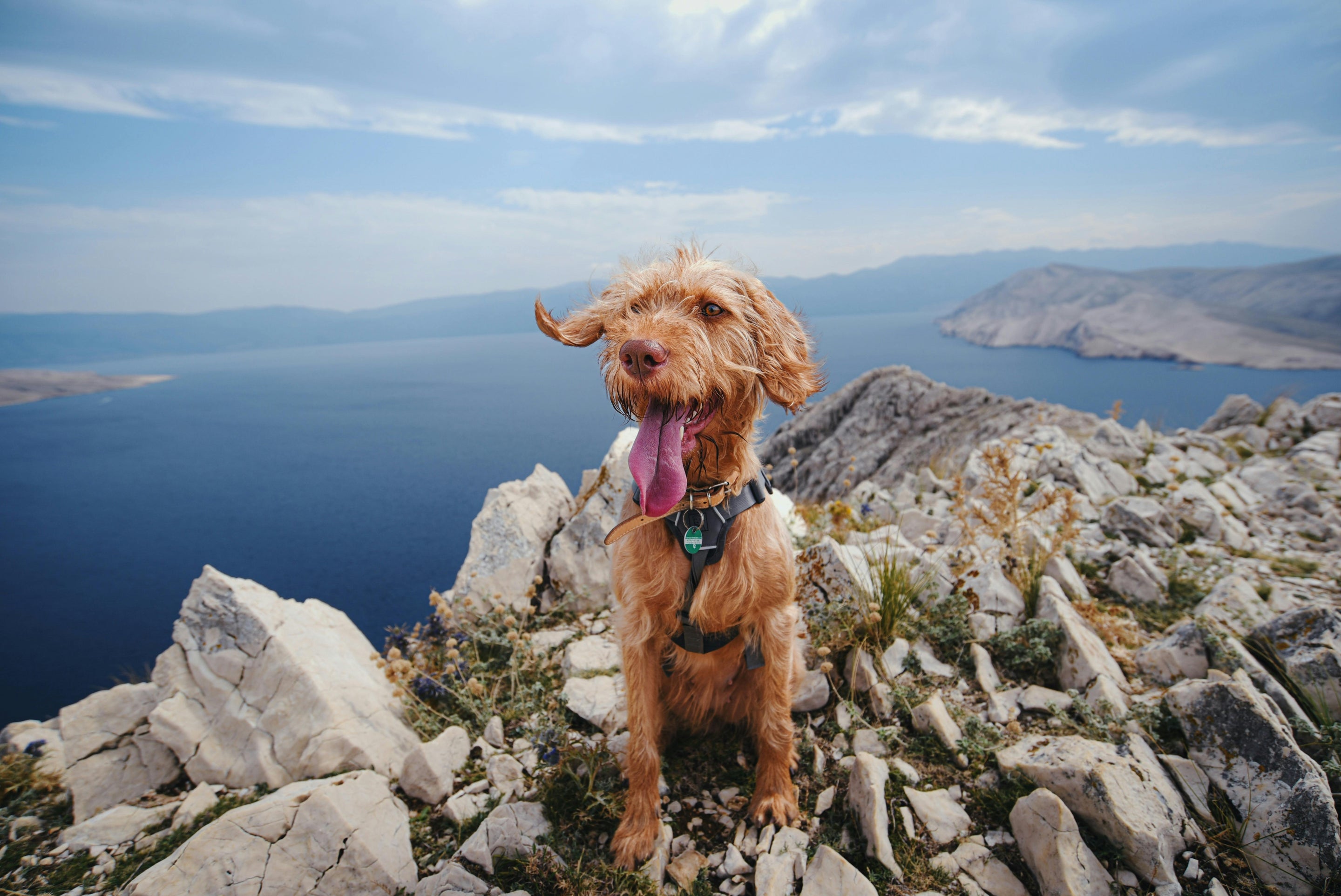 chien brun avec un harnais blanc près de la mer
