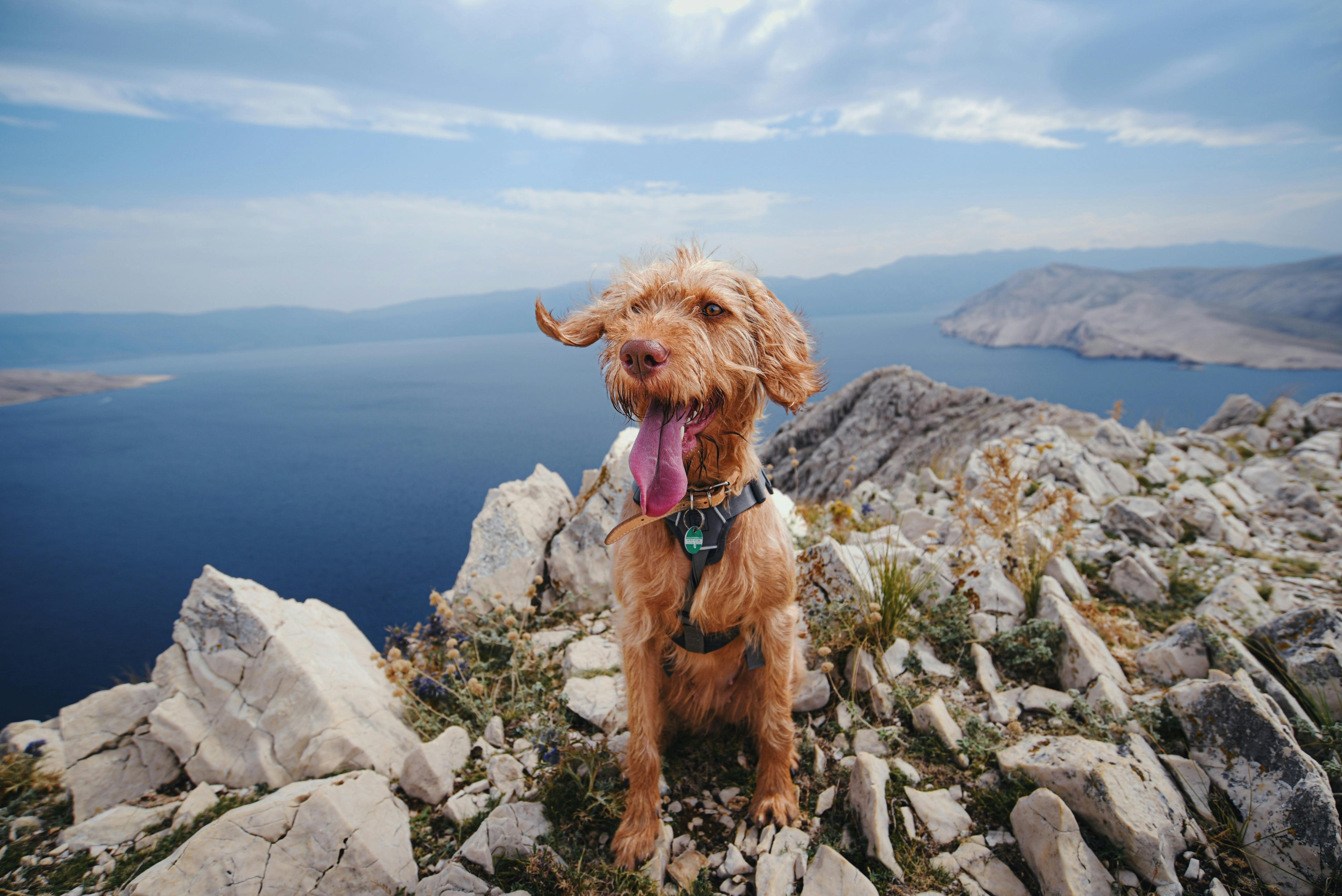 chien brun avec un harnais blanc près de la mer Image