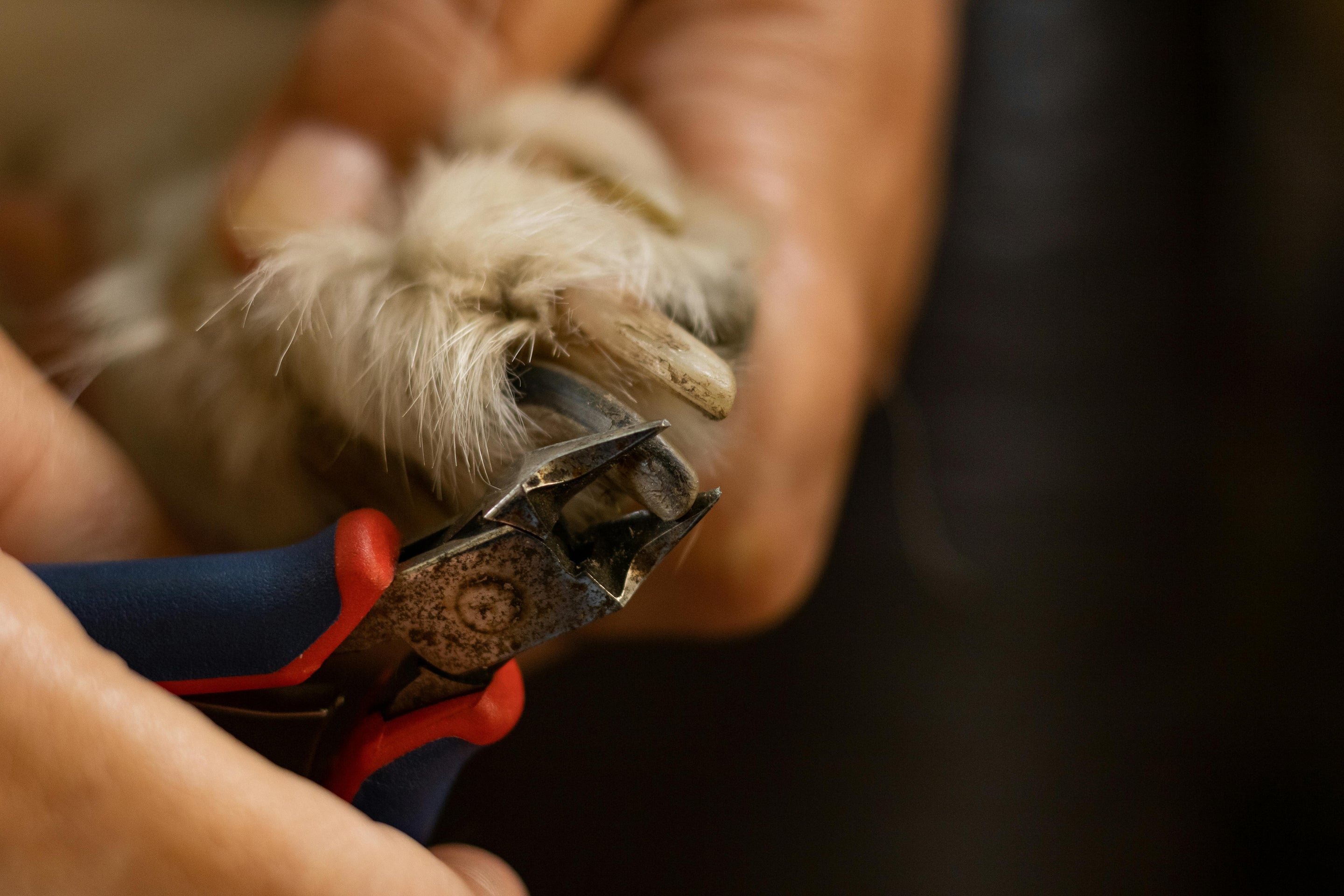 coupe ongle pour chien blanc 