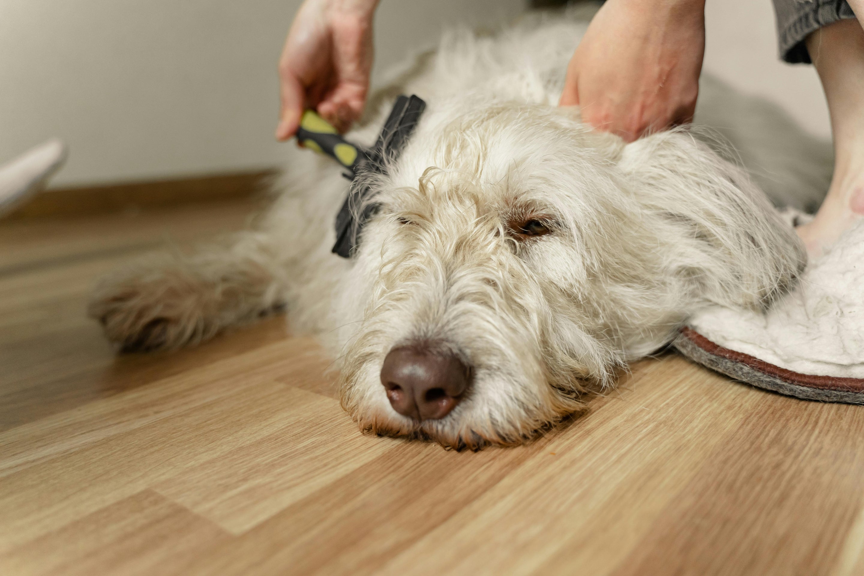 chien moyen blanc couché sur un parquet