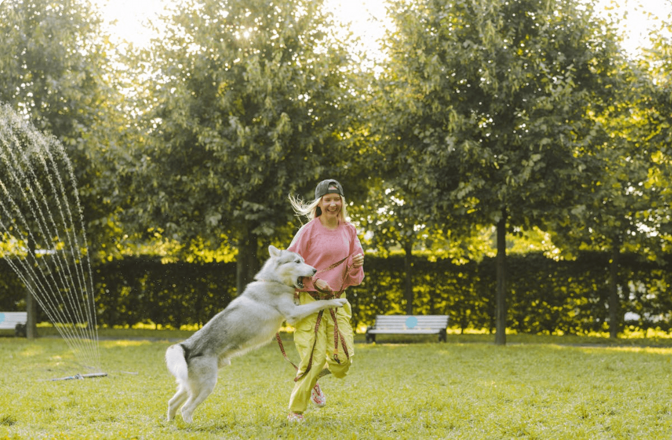 dressage chien  Image