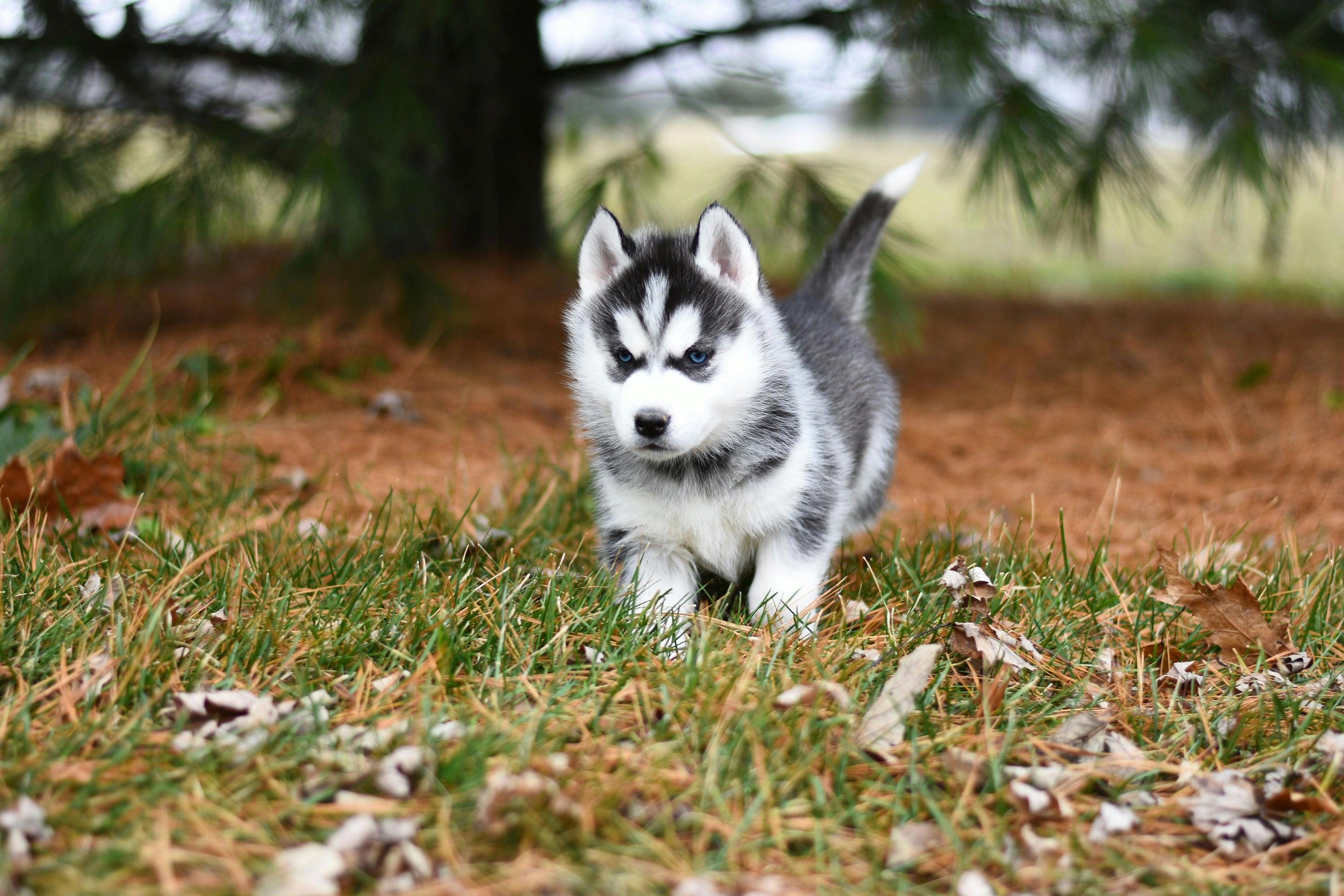 Petit husky mignon dans l'herbe 