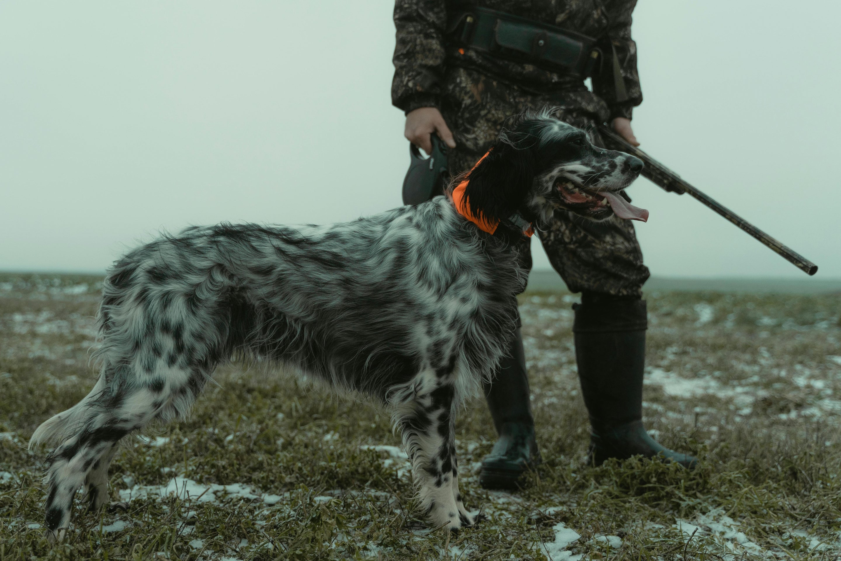 Quels sont les 10 meilleurs chiens de chasse ?