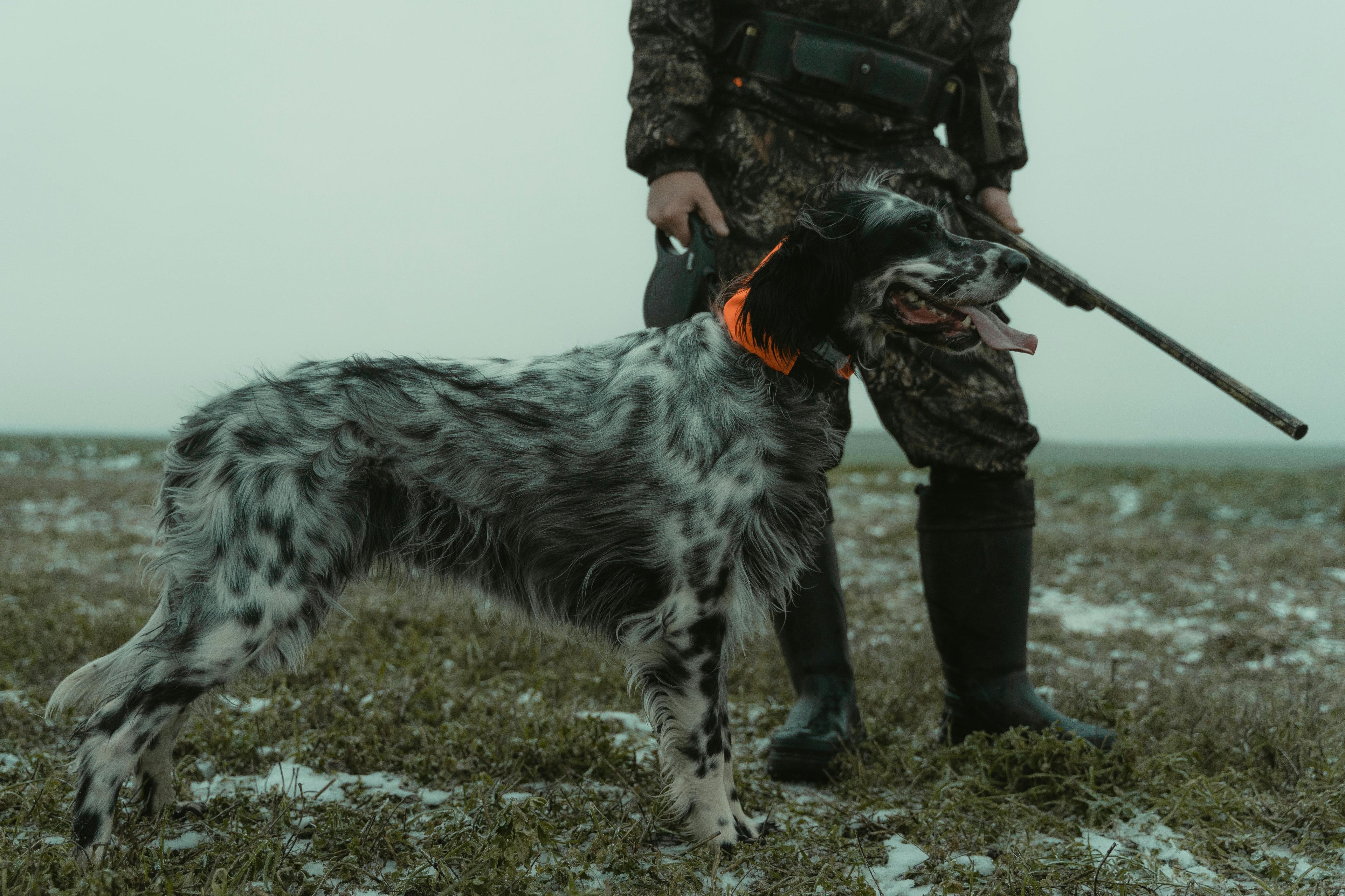 Quels sont les 10 meilleurs chiens de chasse ? Image