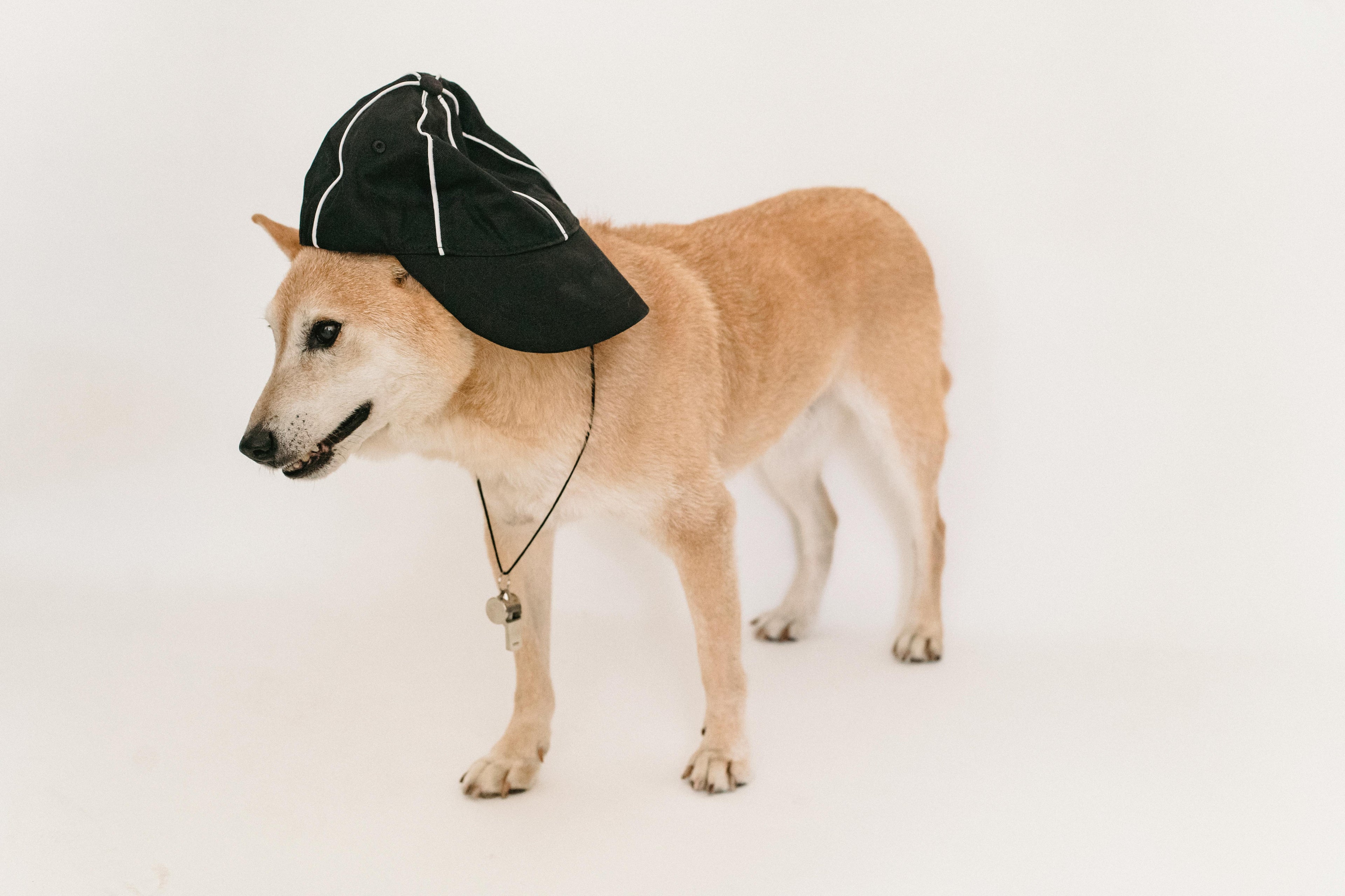 Quels sont les avantages des casquettes pour chien ? Image