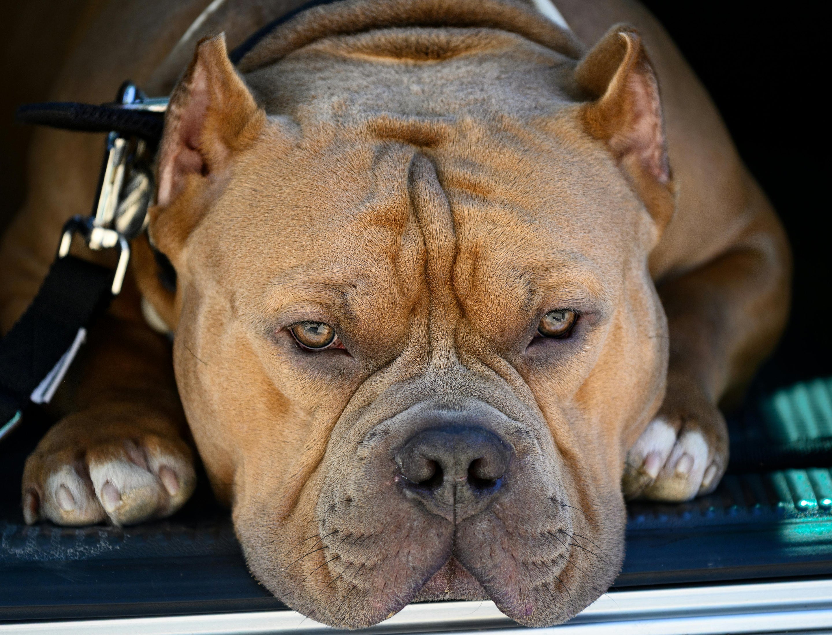 chien brun couche avec un collier