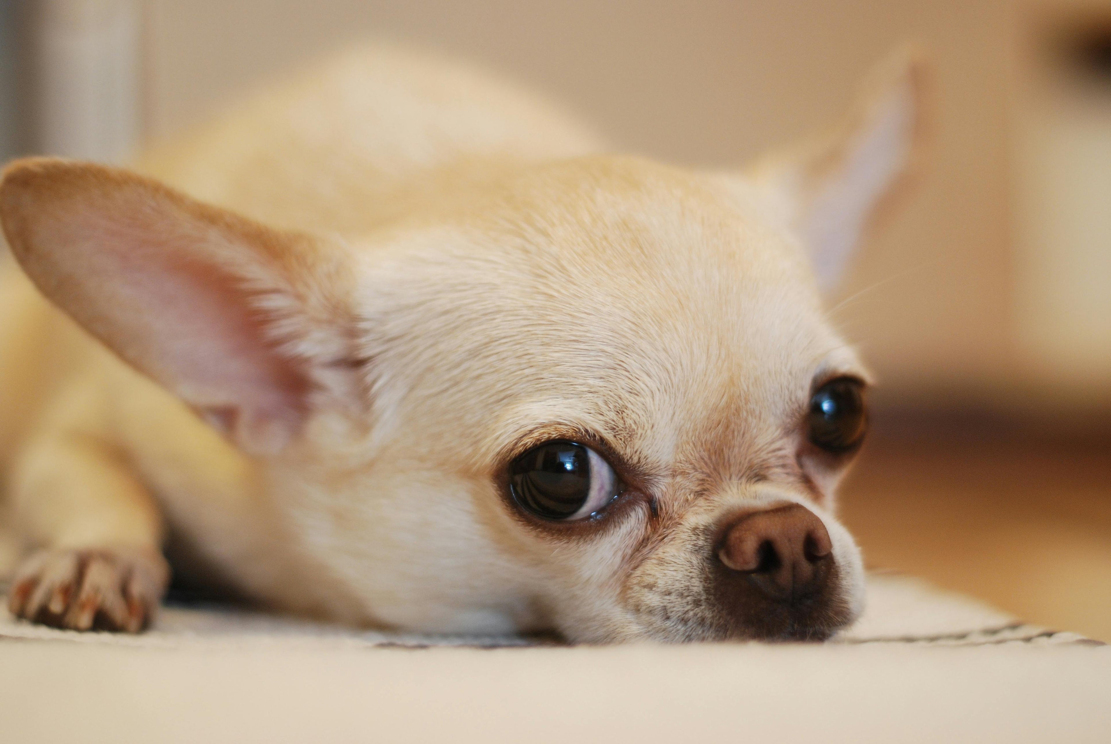 petit chihuahua blanc couché sur un tapis Image