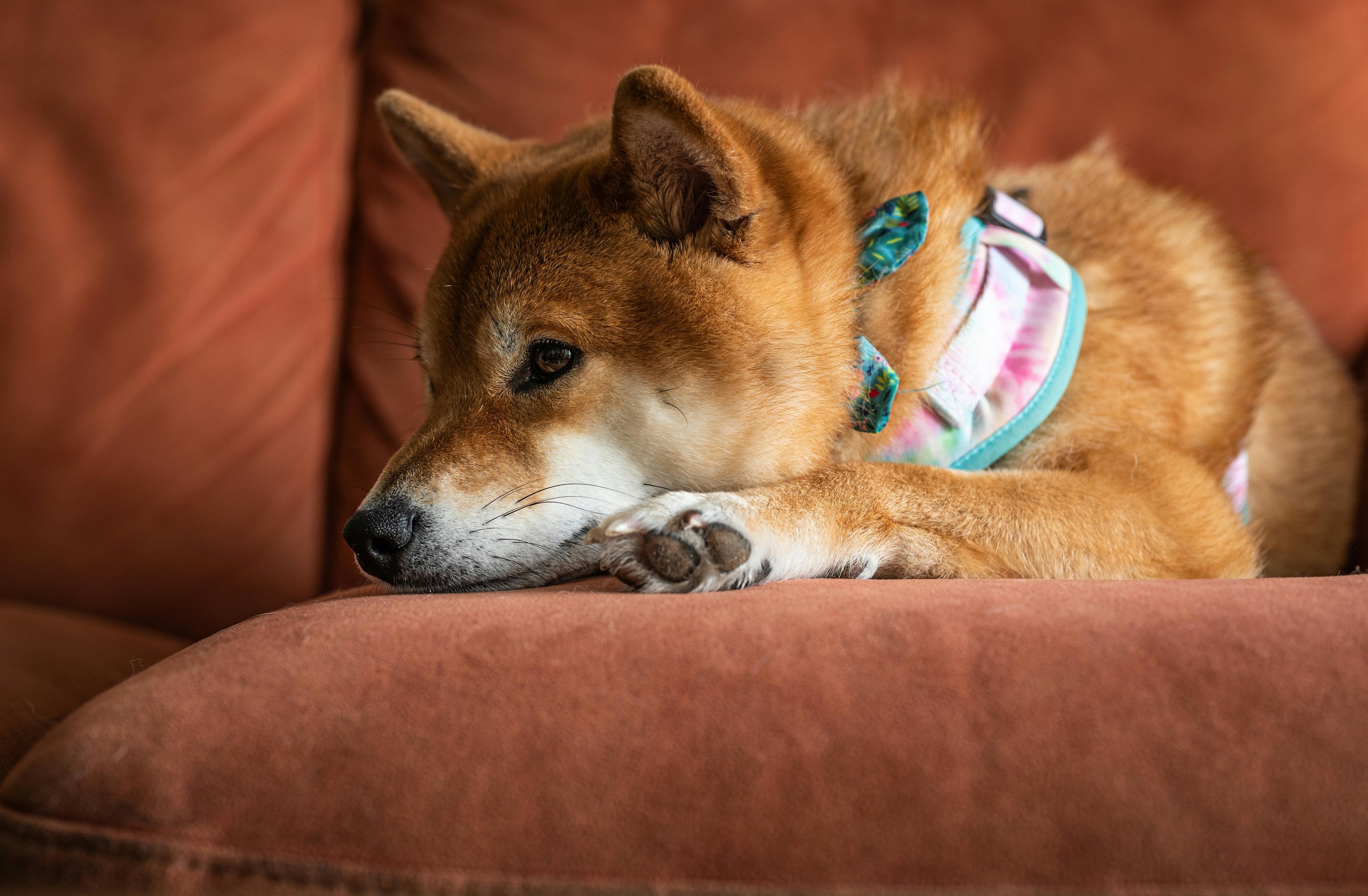 Shiba de couleur claire couché sur un canapé de couleur rouge fonce