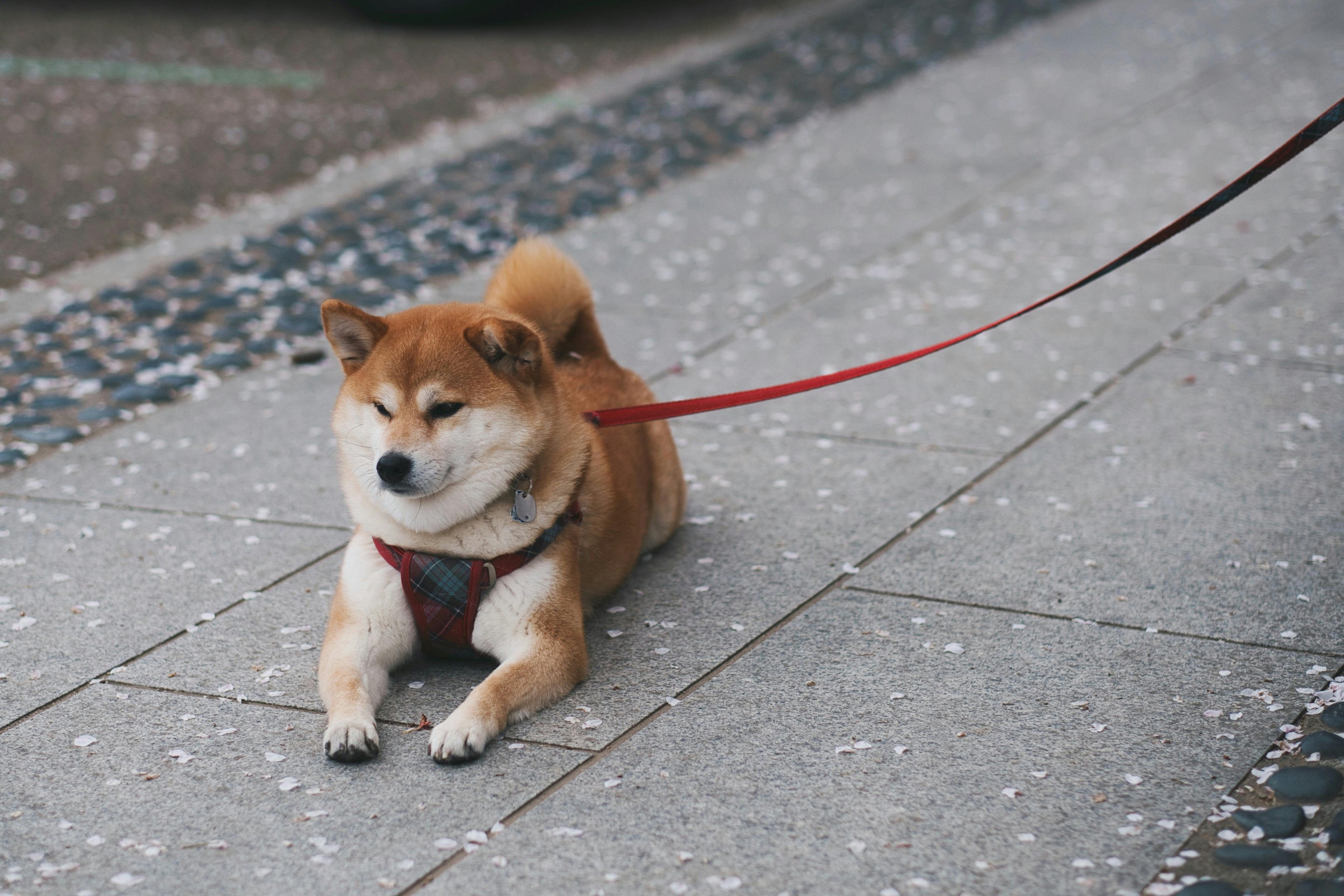 Shiba Inu claire tenu par une laisse rouge sur un trottoir 