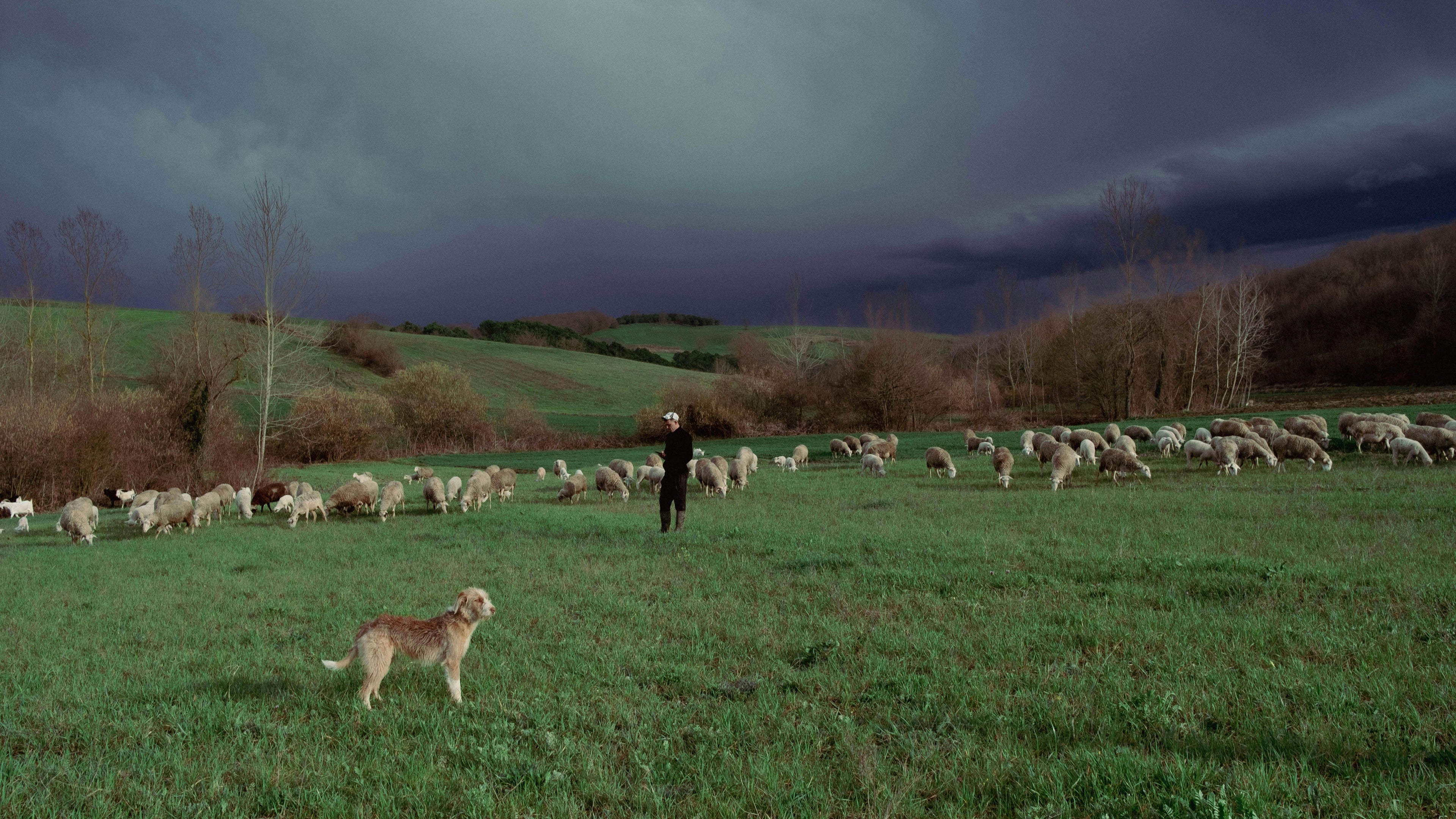 chien de berger dans le champ avec les moutons en fond Image