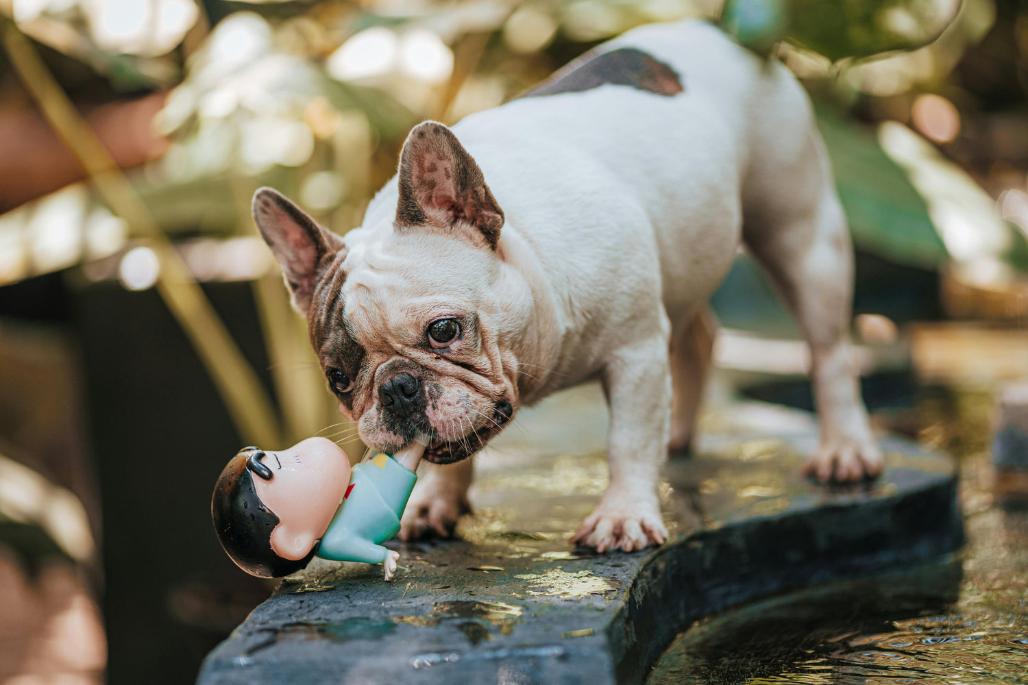 Buldog français blanc près d'une fontaine