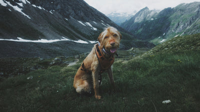 chien avec un harnais Y dans les montagnes verte. Le chien est assis et en  arrière plan il y a plein de montagne. La photo sert à une collection pour la collection harnais en y de boutiquechien