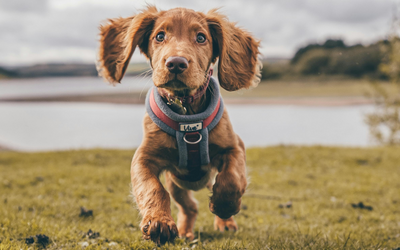 petit chien qui court dans l'herbe avec un harnais anti-traction rouge et gris. Le chien est brun et en fond il y a une rivière bleu. La photo sert à la collection harnais anti-traction chien pour boutiquechien.fr
