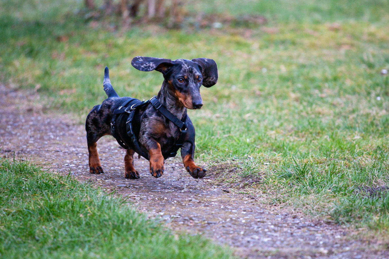 Teckel noir courant sur un chemin en gravier près de l'herbe verte. le chien porte un harnais noir