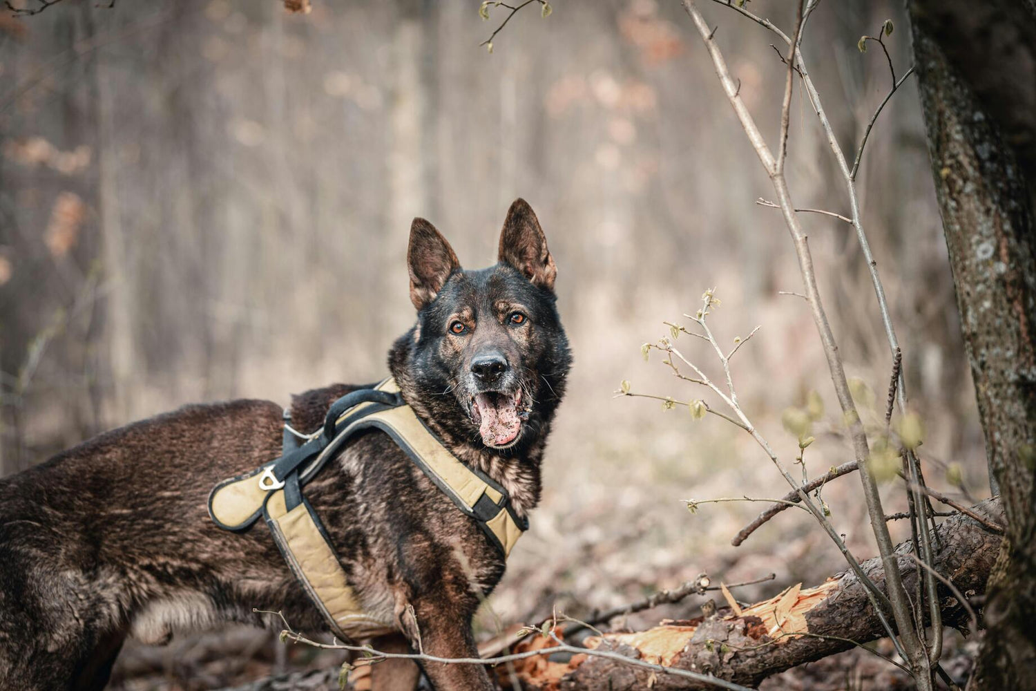 berger allemand noir et brun dans les bois avec un harnais beige. Harnais pour chien qui sert pour la collection de catégorie harnais berger allemand pour boutiquechien